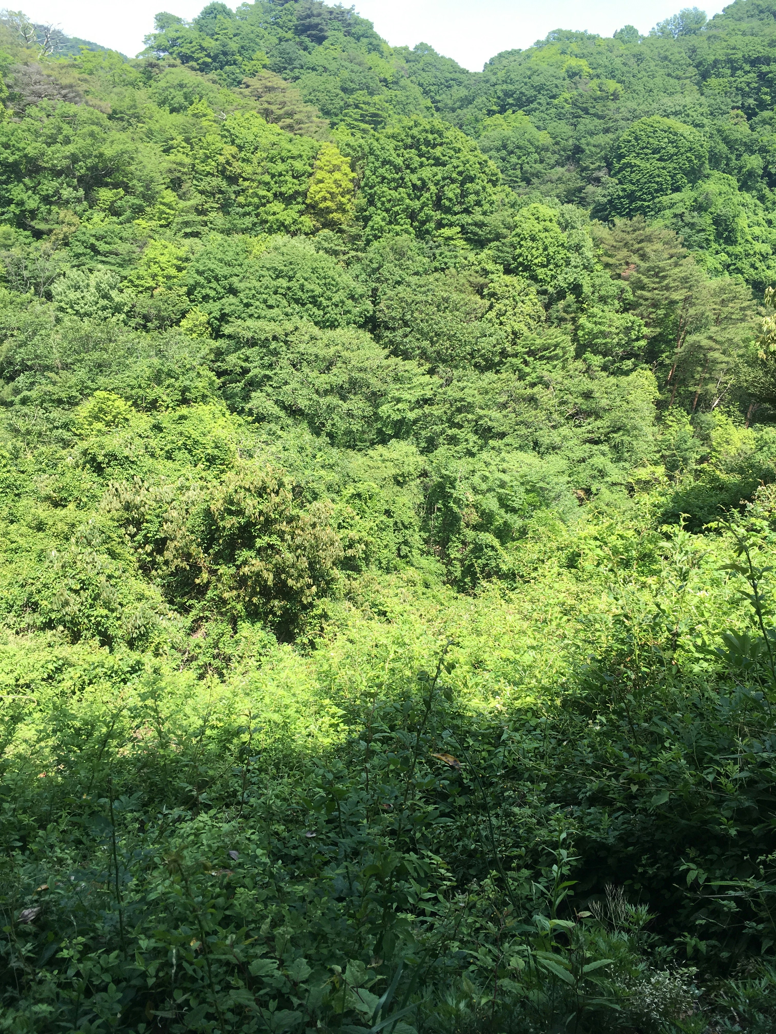 緑の山肌に広がる森林の景色