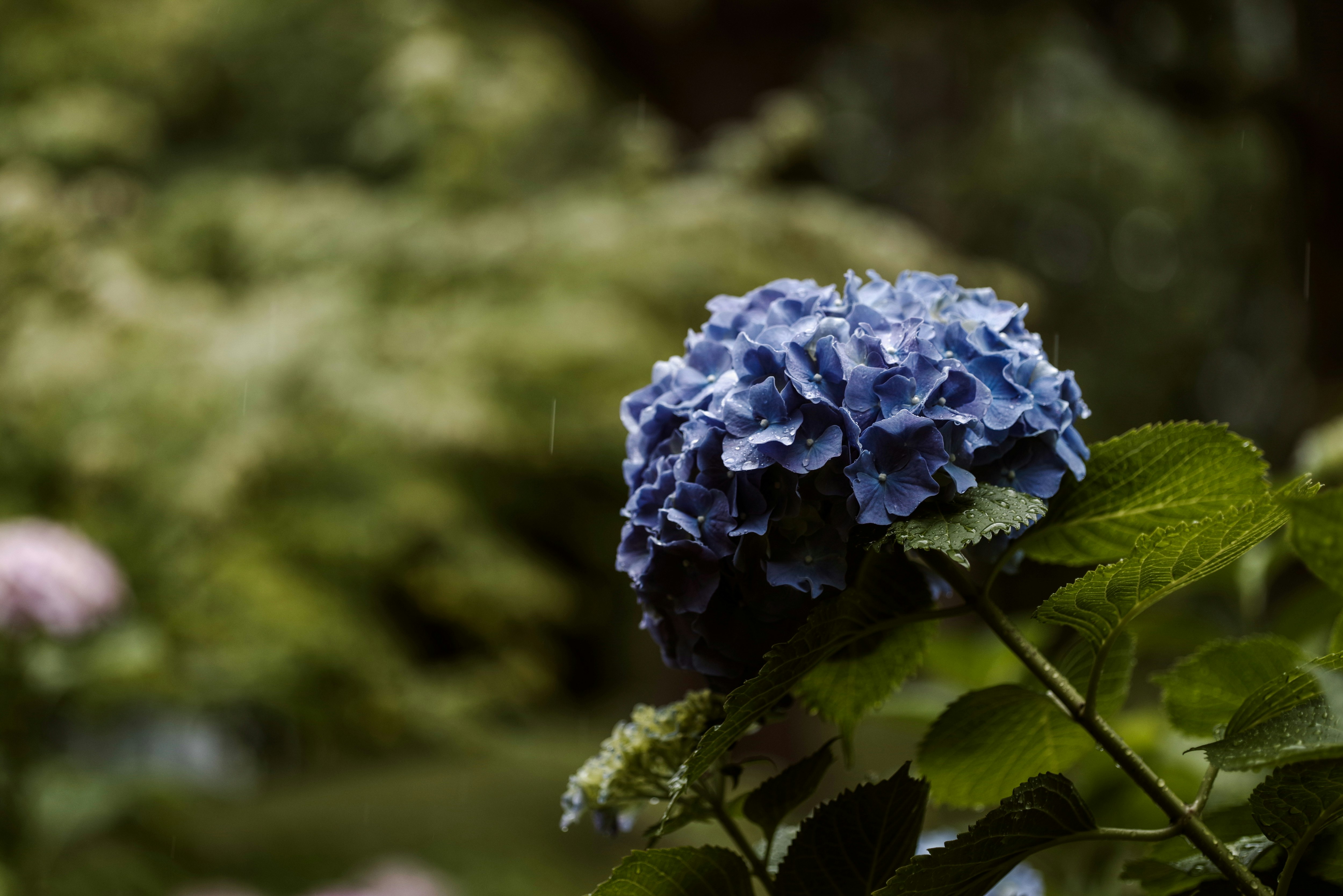 close-up of rain-soaked hydrangea flowers and leaves