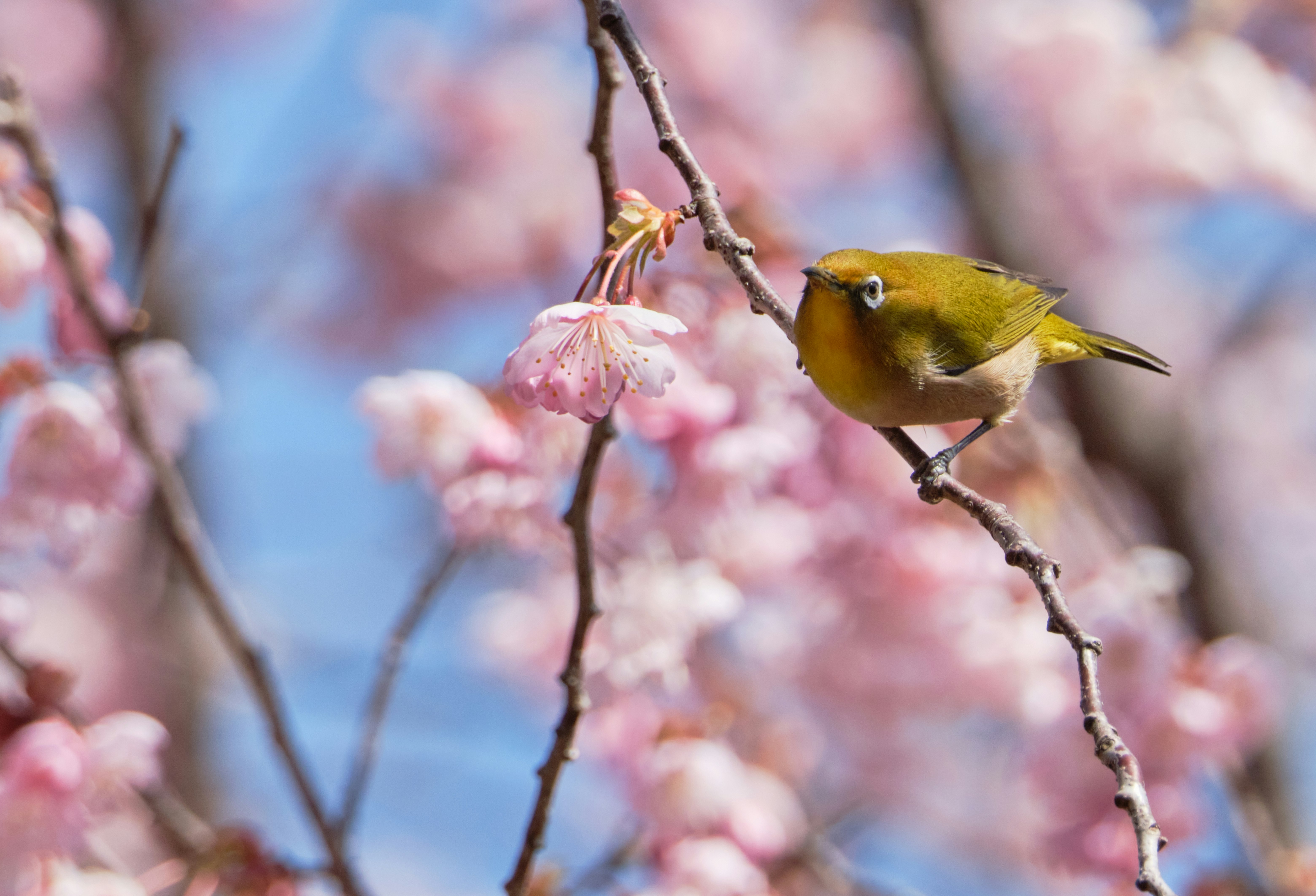 早春の青空に映える初御代桜の枝とメジロ