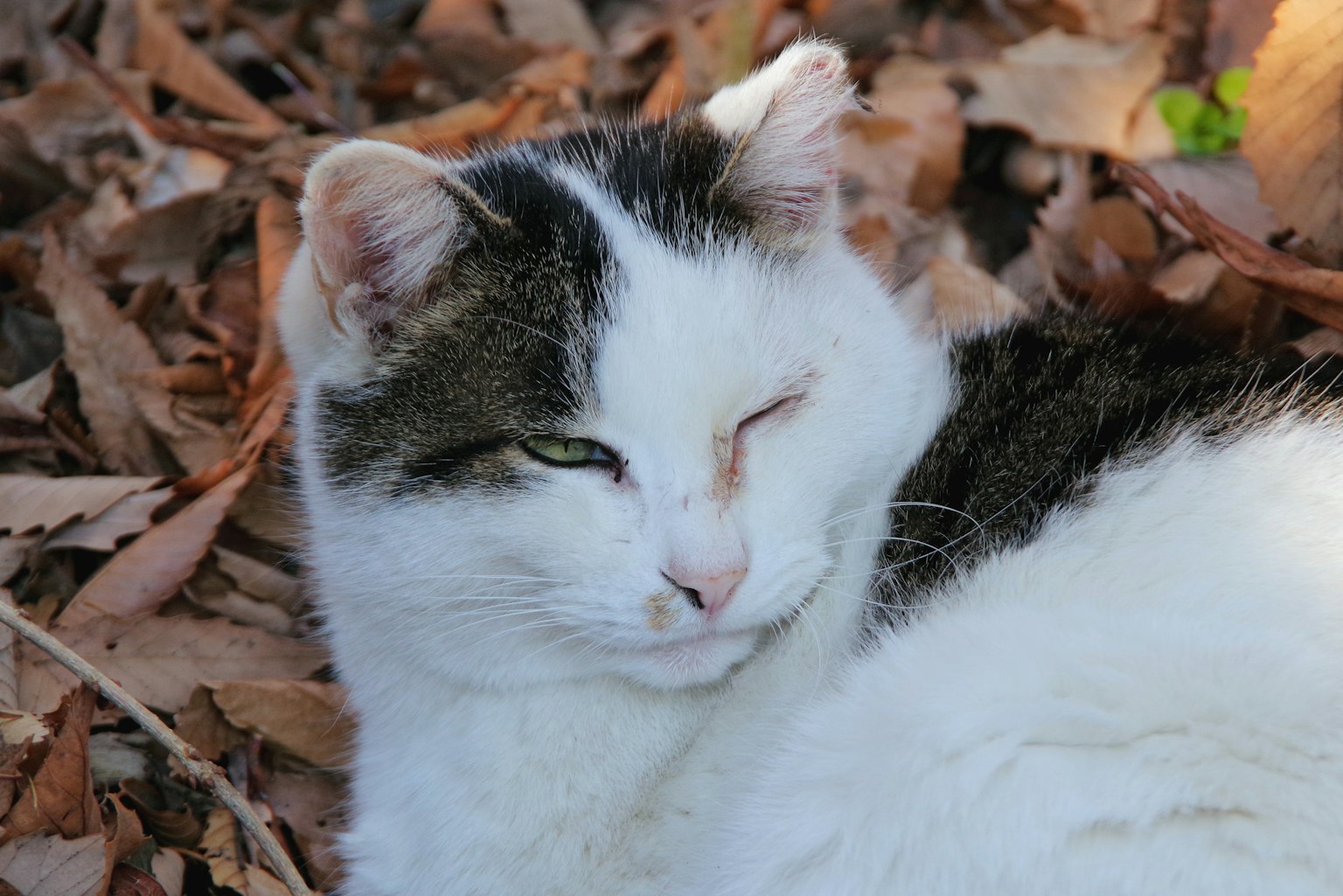一只黑白相间的猫在落叶中眯着眼睛