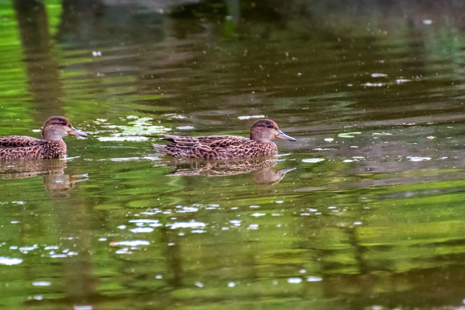 Deux canards nageant sur une surface d'eau réfléchissante avec des reflets verts