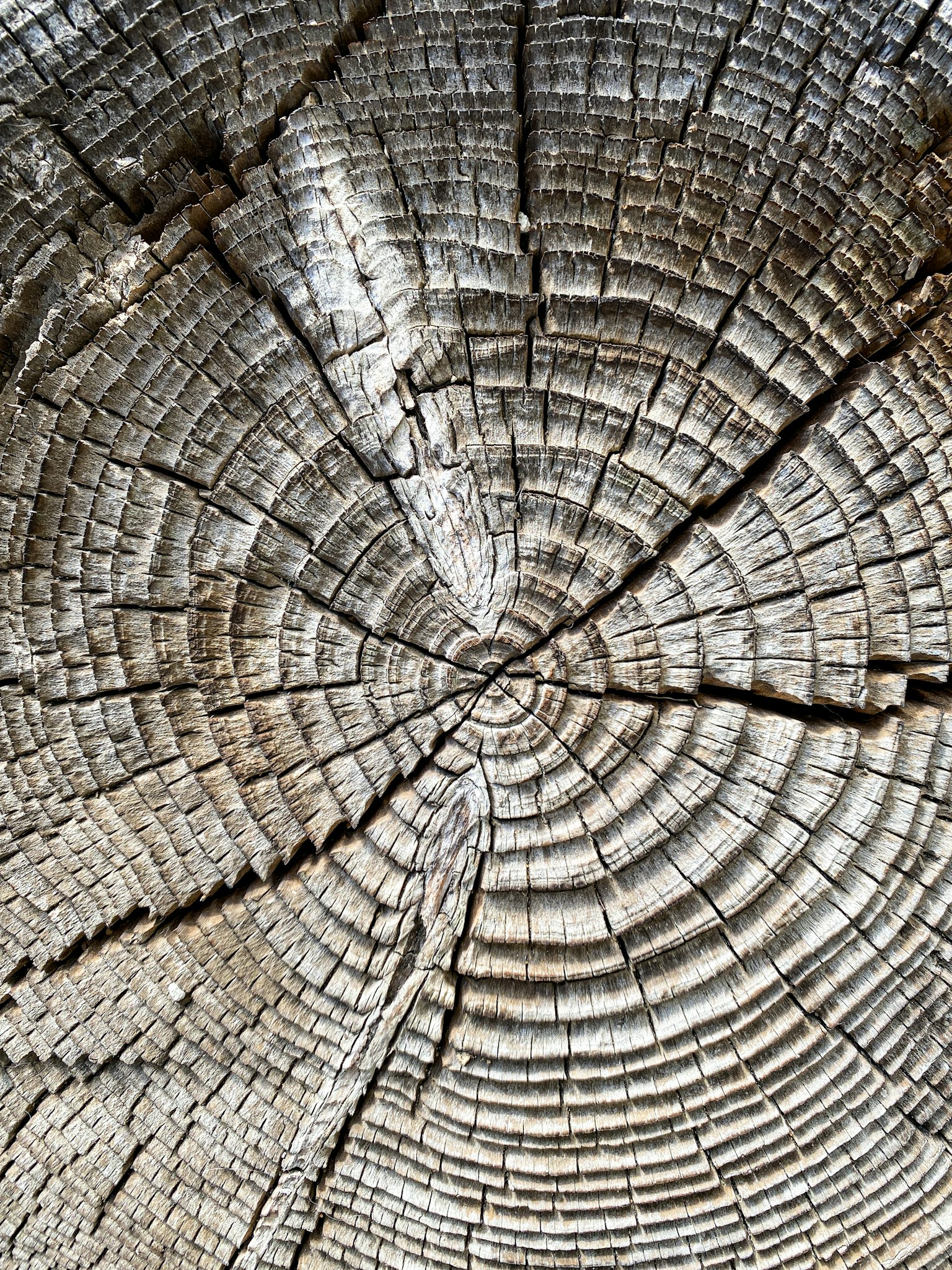 Textura y patrones detallados de los anillos de un árbol