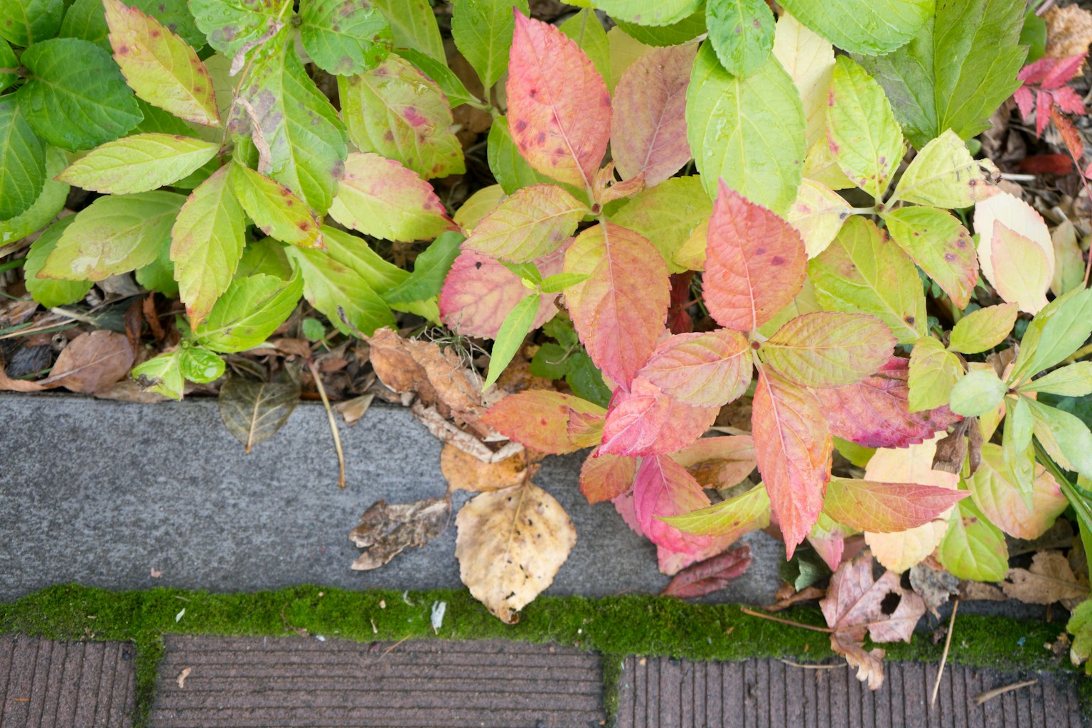 Fogliame colorato con foglie verdi, gialle e rosa che crescono vicino a un bordo in pietra