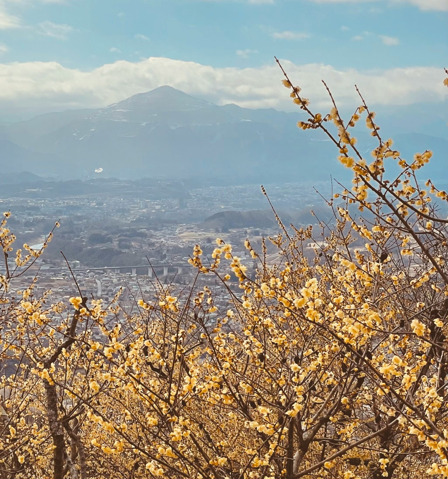 Vista panoramica di montagne e fiori in fiore