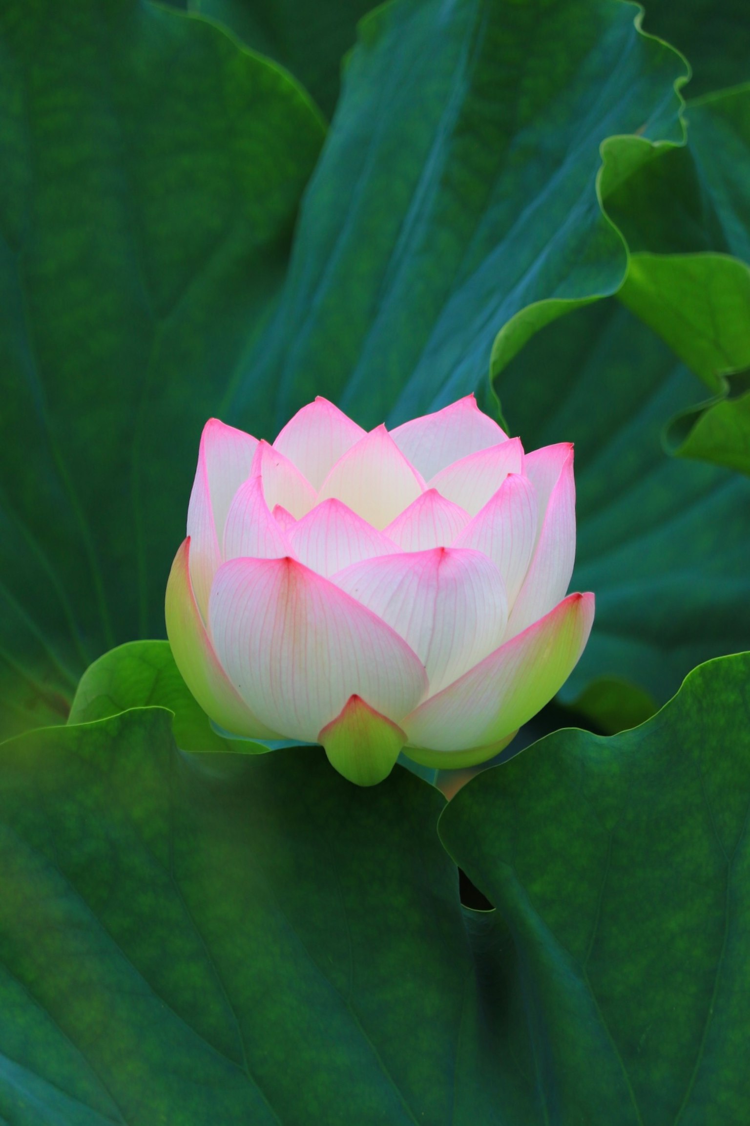 在綠色葉子上的粉色蓮花盛開