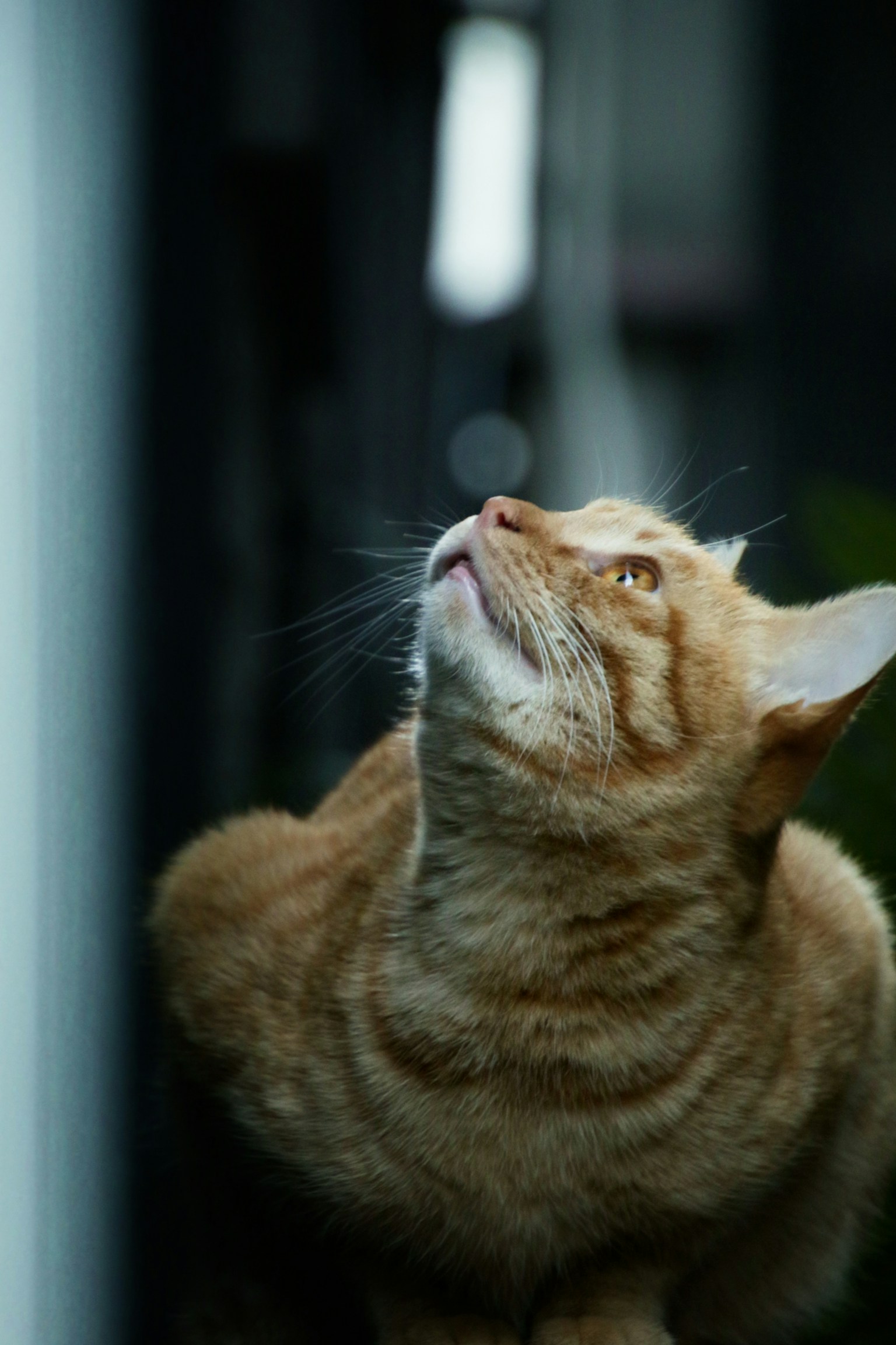 Chat orange regardant en haut avec curiosité