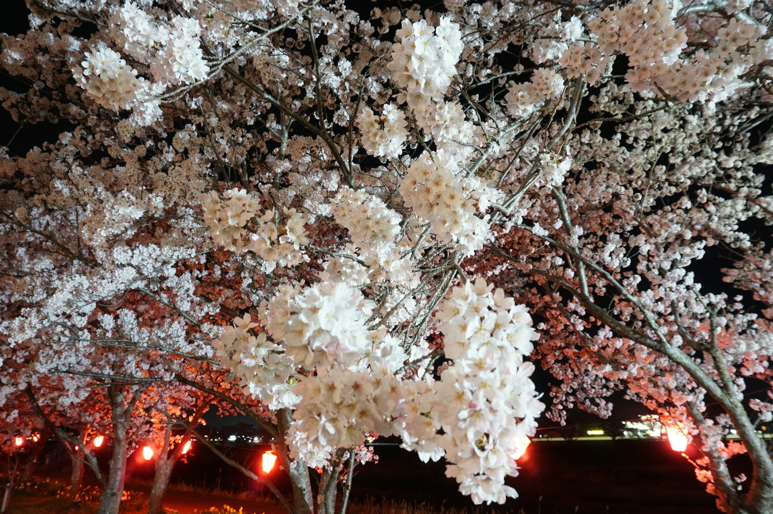 Gros plan sur des cerisiers en fleurs blanches la nuit