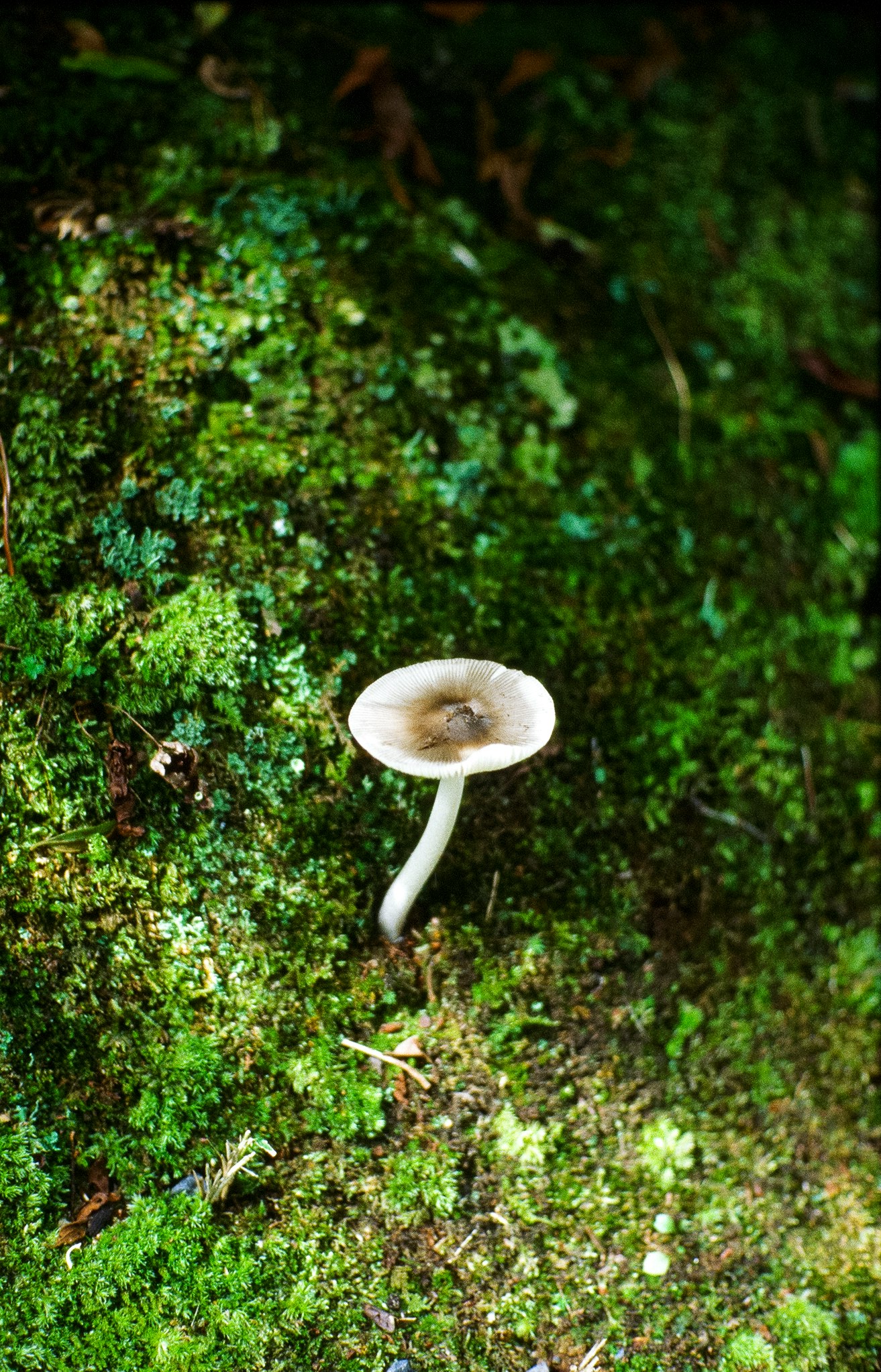 苔むした森の地面に生えるキノコ