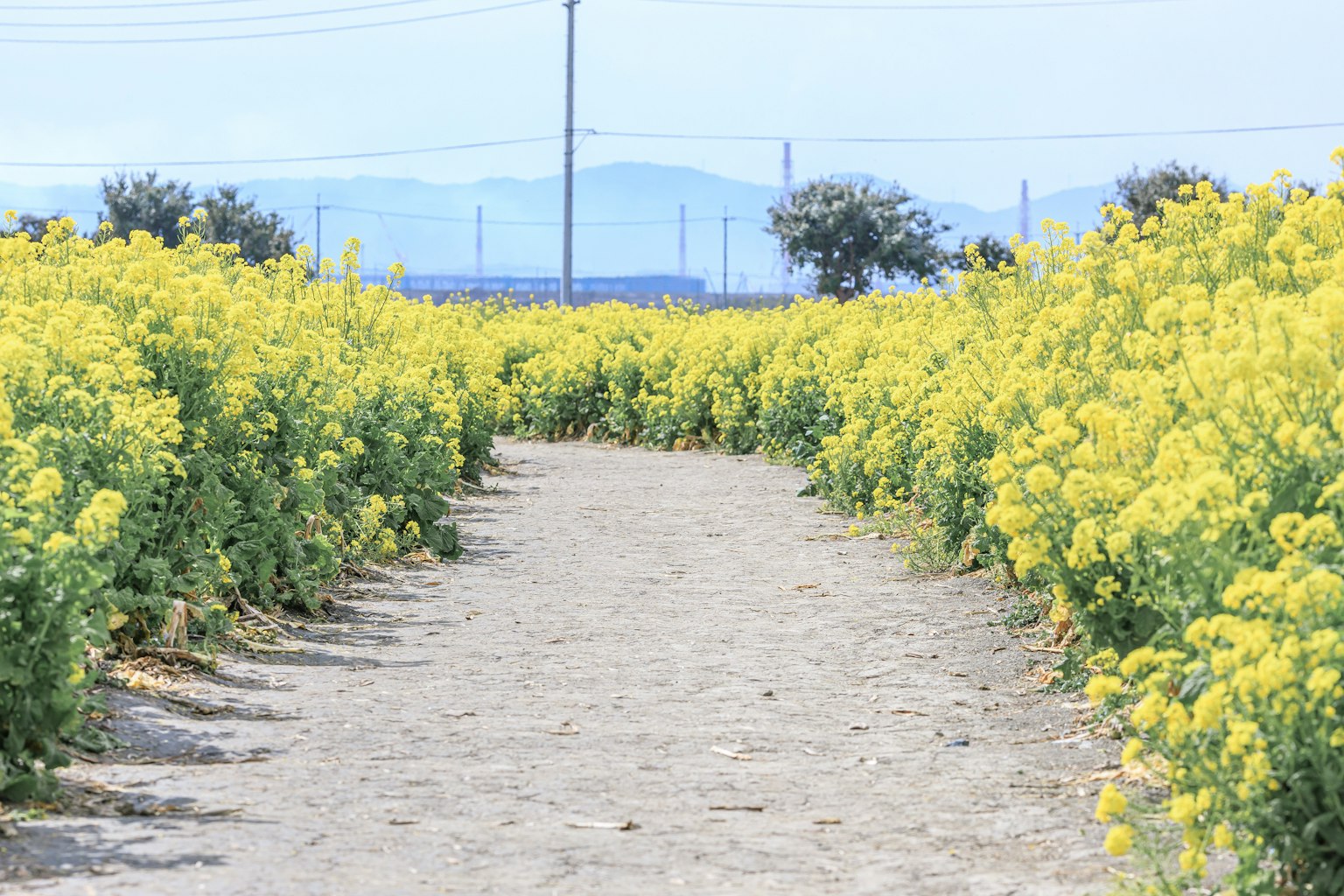 Weg umgeben von lebhaften gelben Blumen