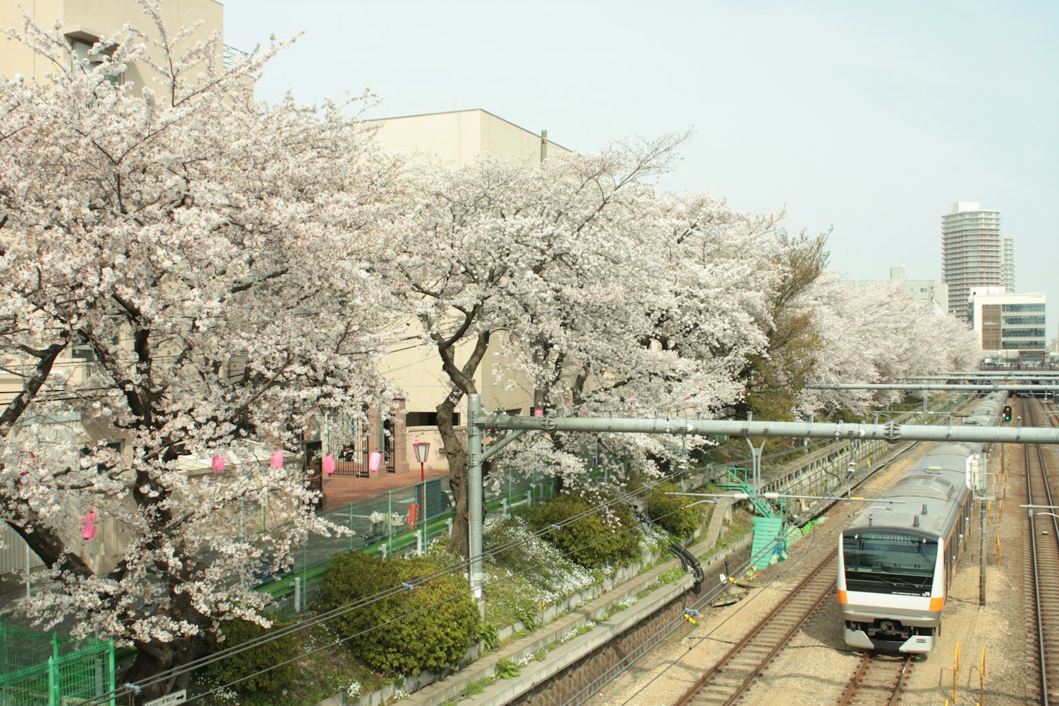 Pemandangan pohon sakura di sepanjang rel kereta