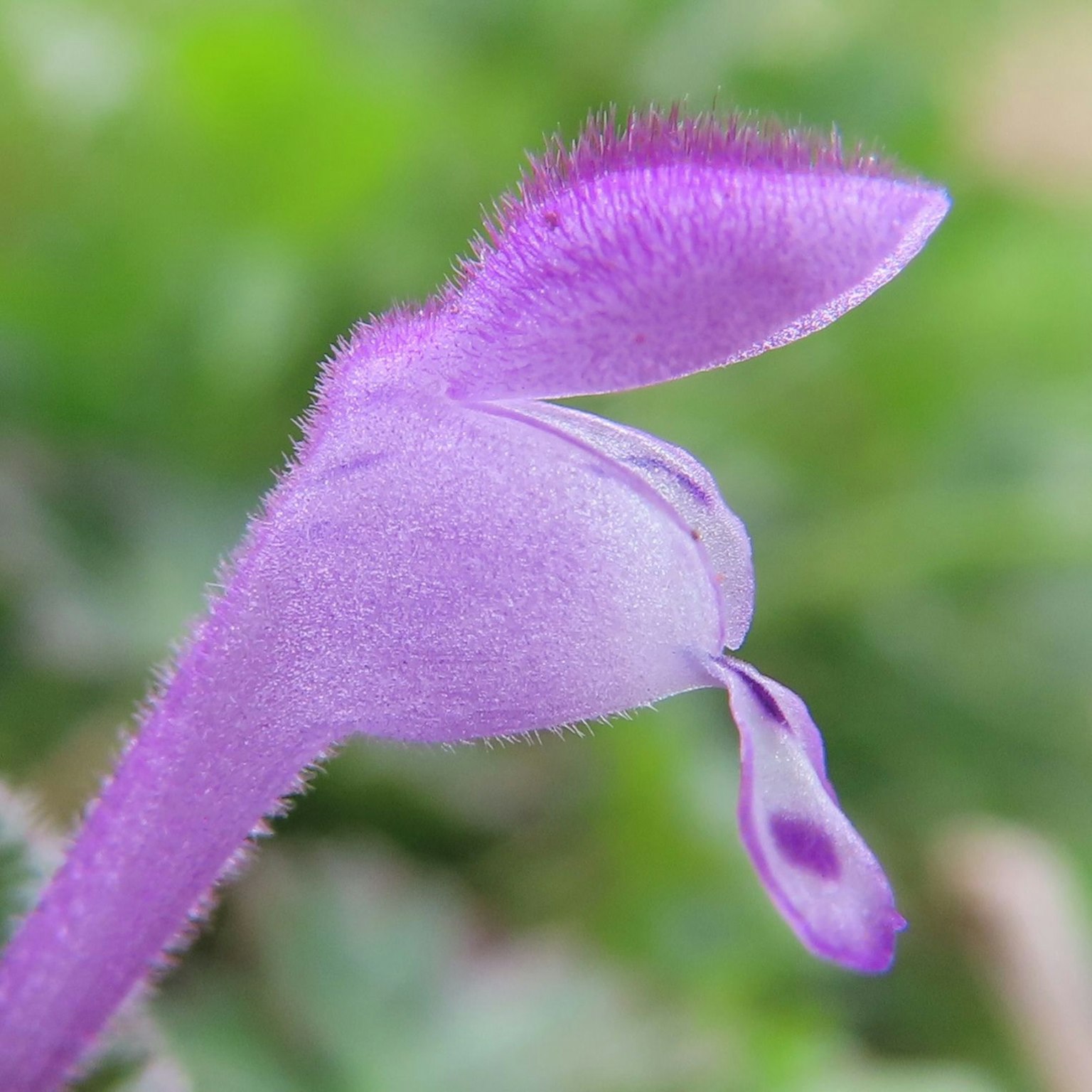 Close-up of a purple flower featuring elongated petals and a fuzzy texture