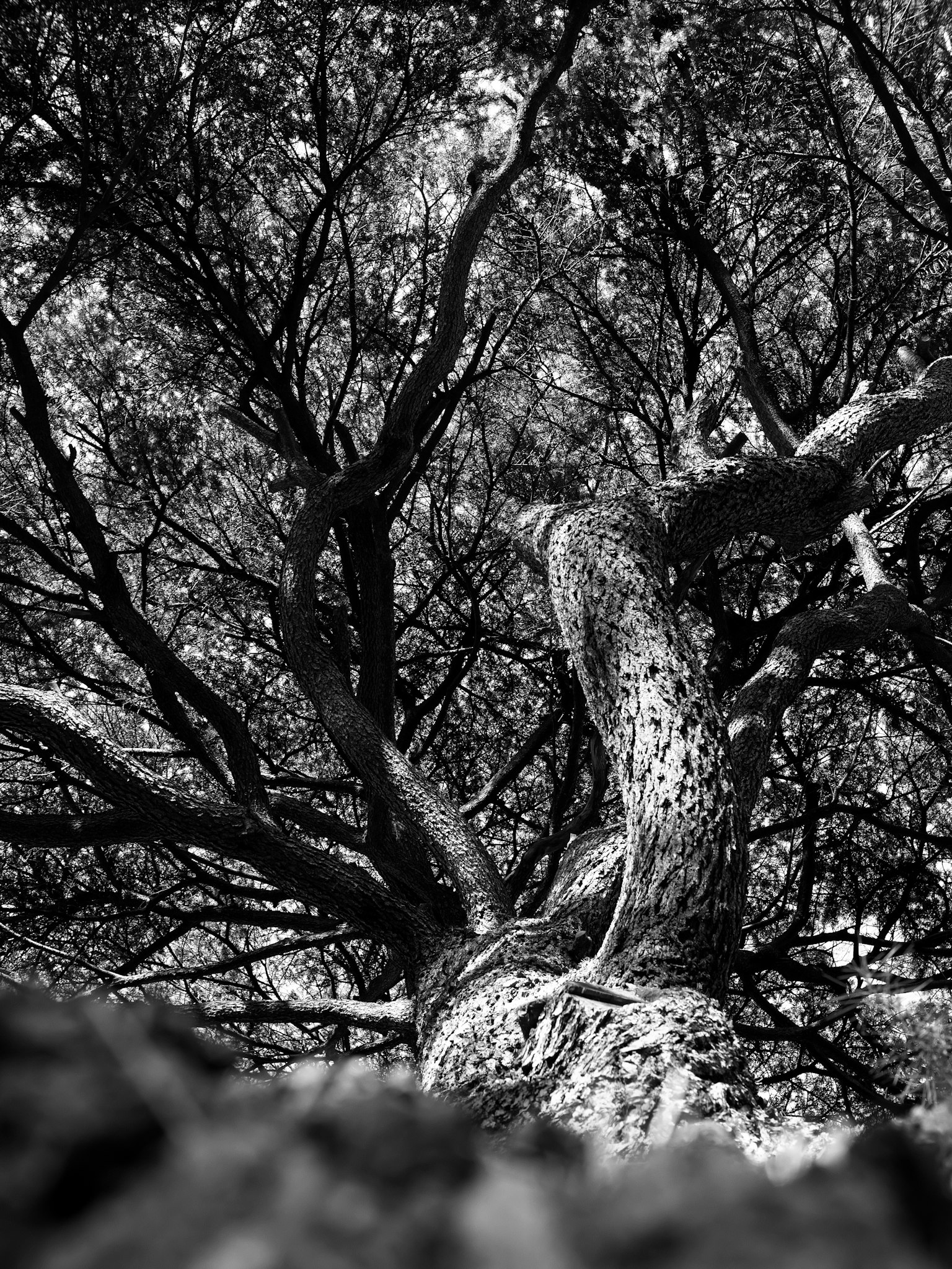 Vista detallada de un tronco de árbol y ramas en blanco y negro