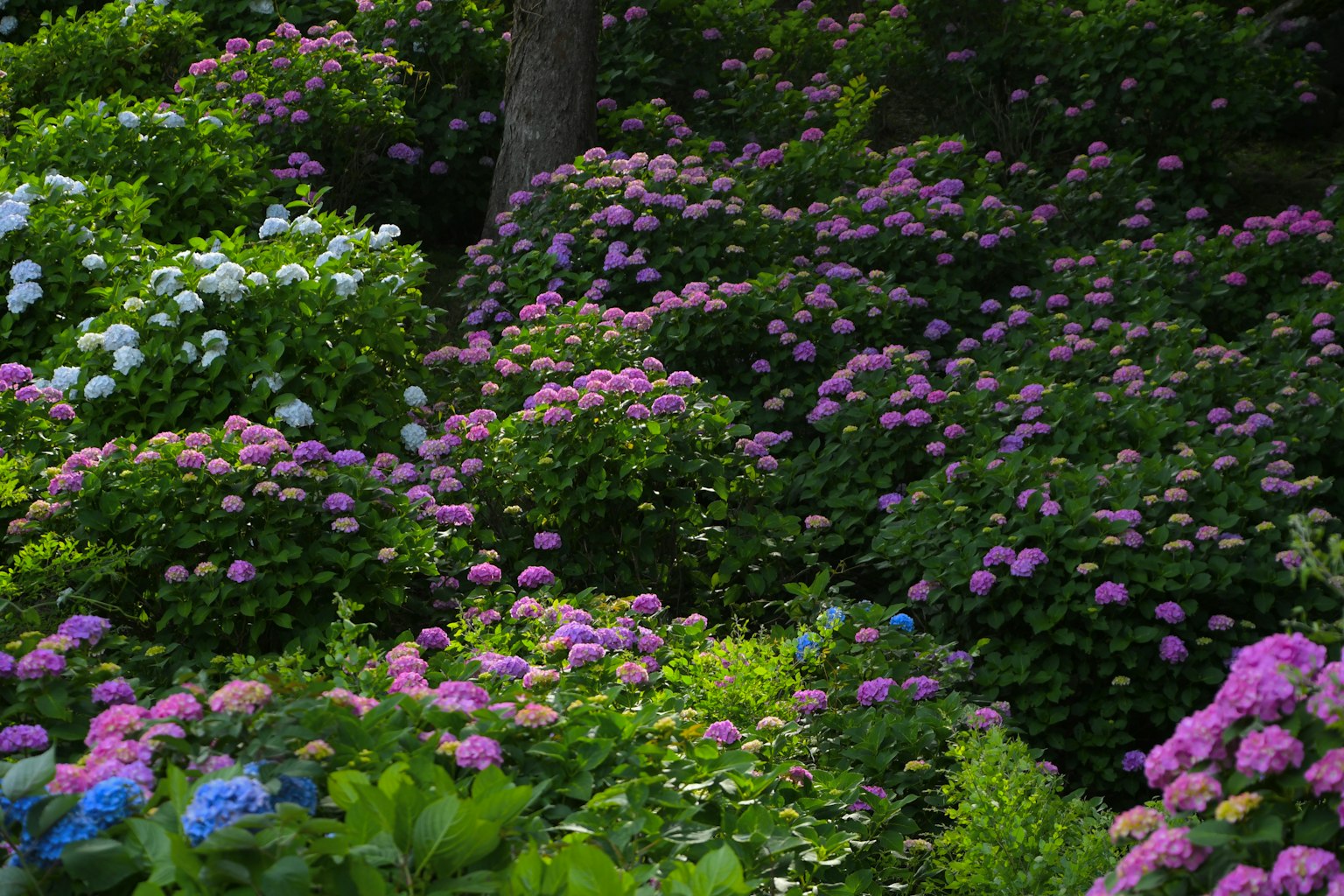 Taman yang ramai dipenuhi dengan bunga hortensia yang mekar dalam nuansa pink dan biru