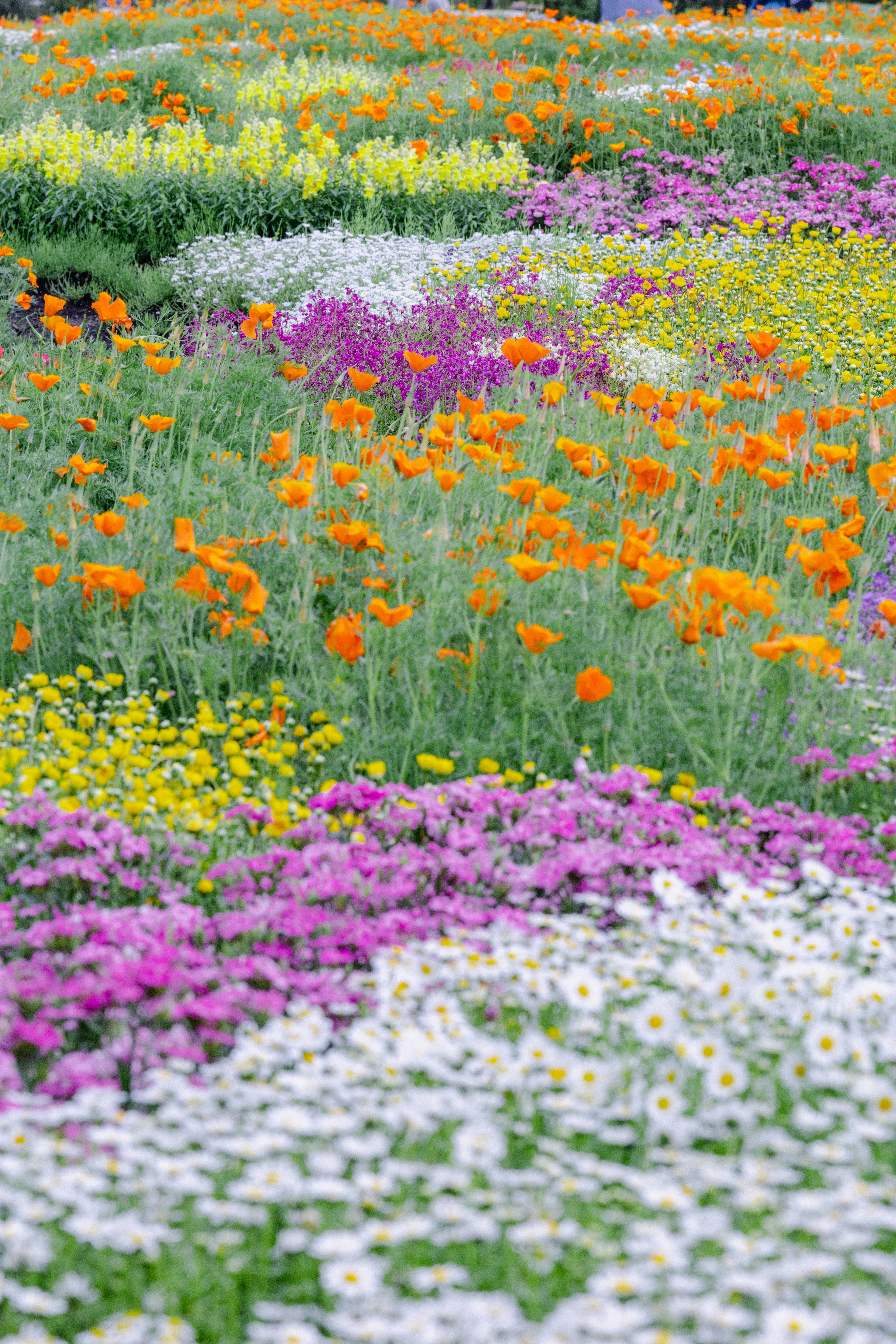 campi di fiori colorati al Kujū Hanakōen