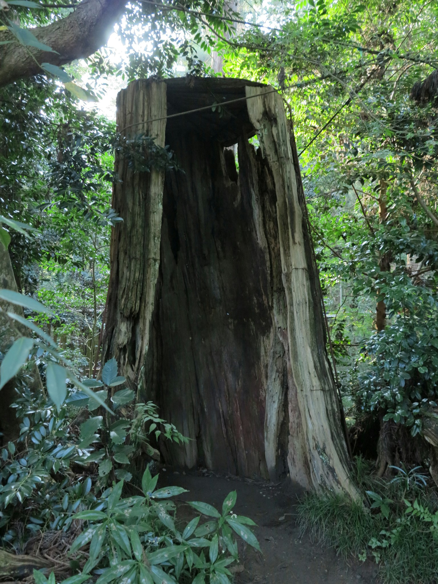 Un grande ceppo d'albero circondato da fogliame verde lussureggiante in una foresta