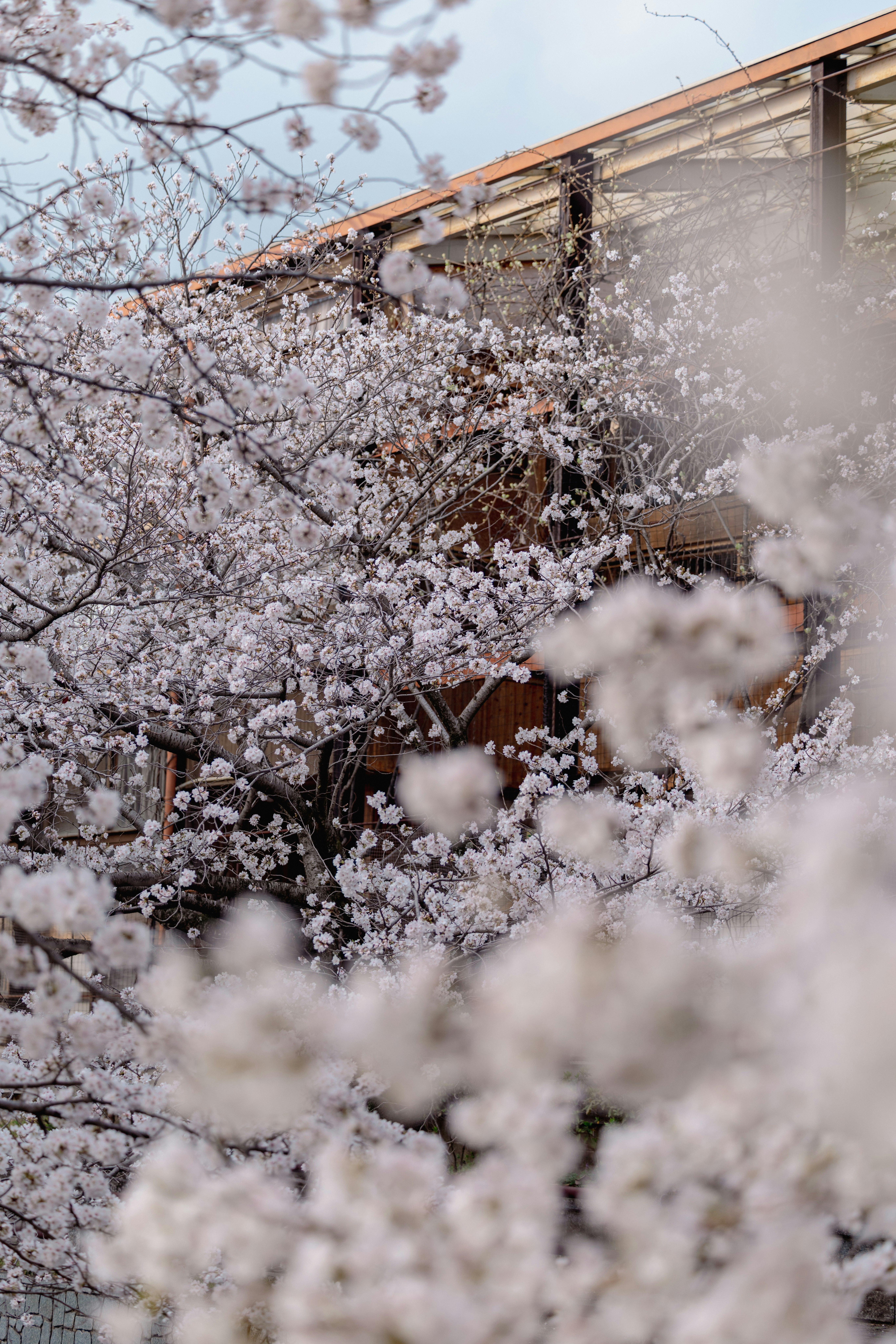 桜の花が咲く木と雪のような白い花びらの舞う街並み