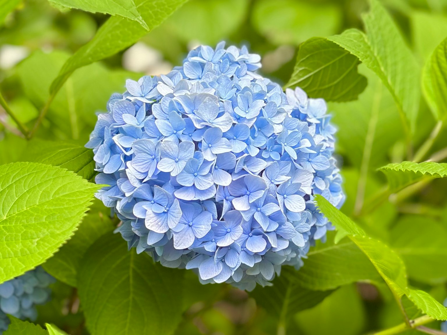 Fiore di ortensia blu con foglie verdi
