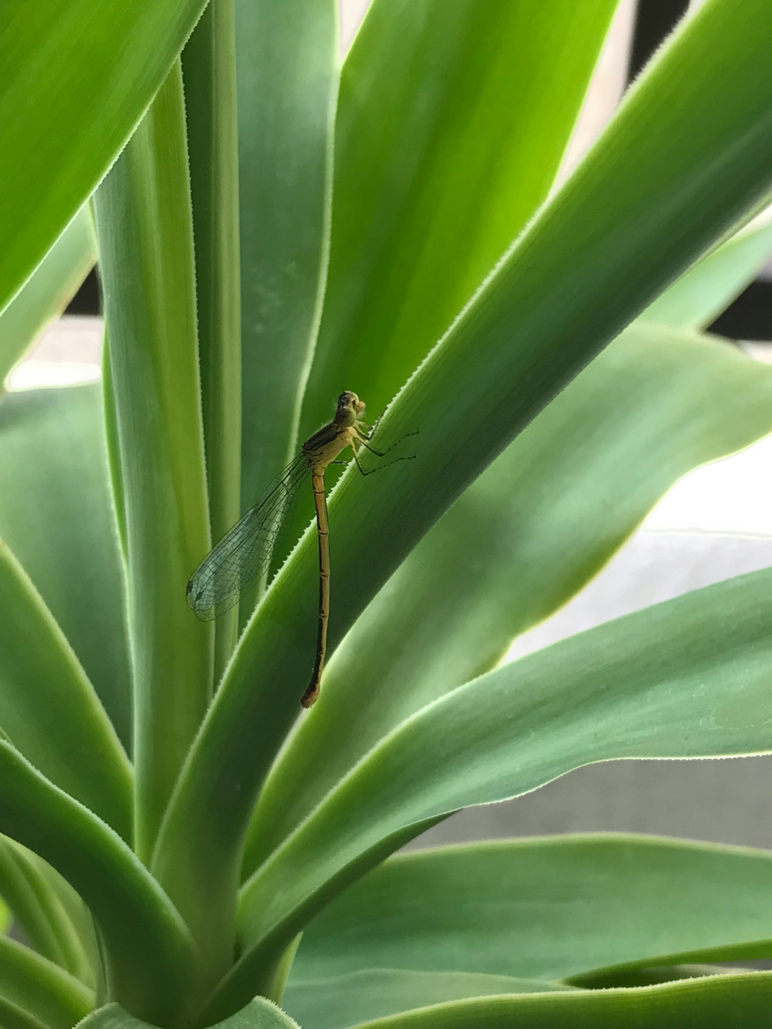 Un petit libellule se reposant parmi des feuilles vertes
