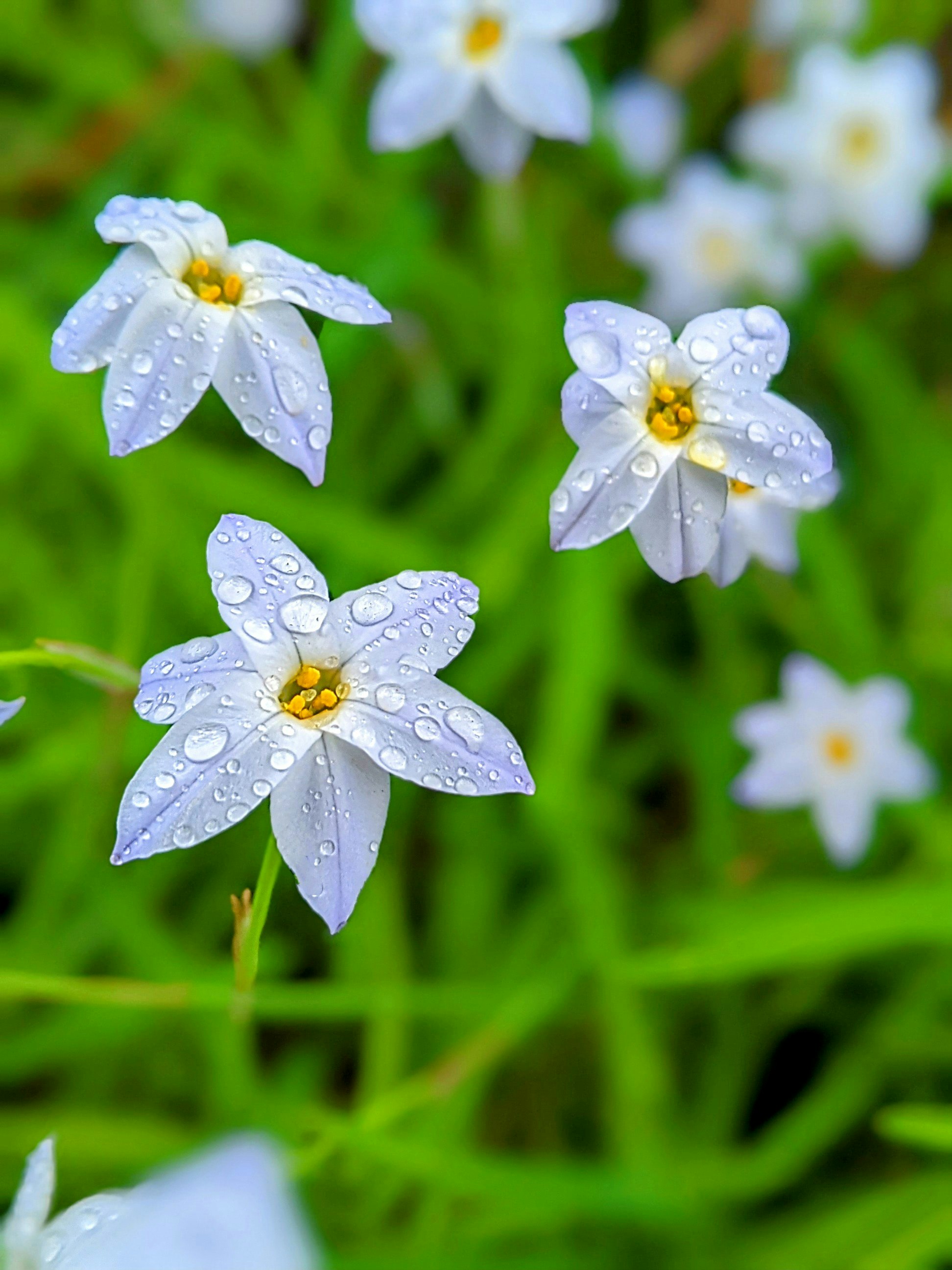 雨粒のついた白いハナニラの花のクローズアップ