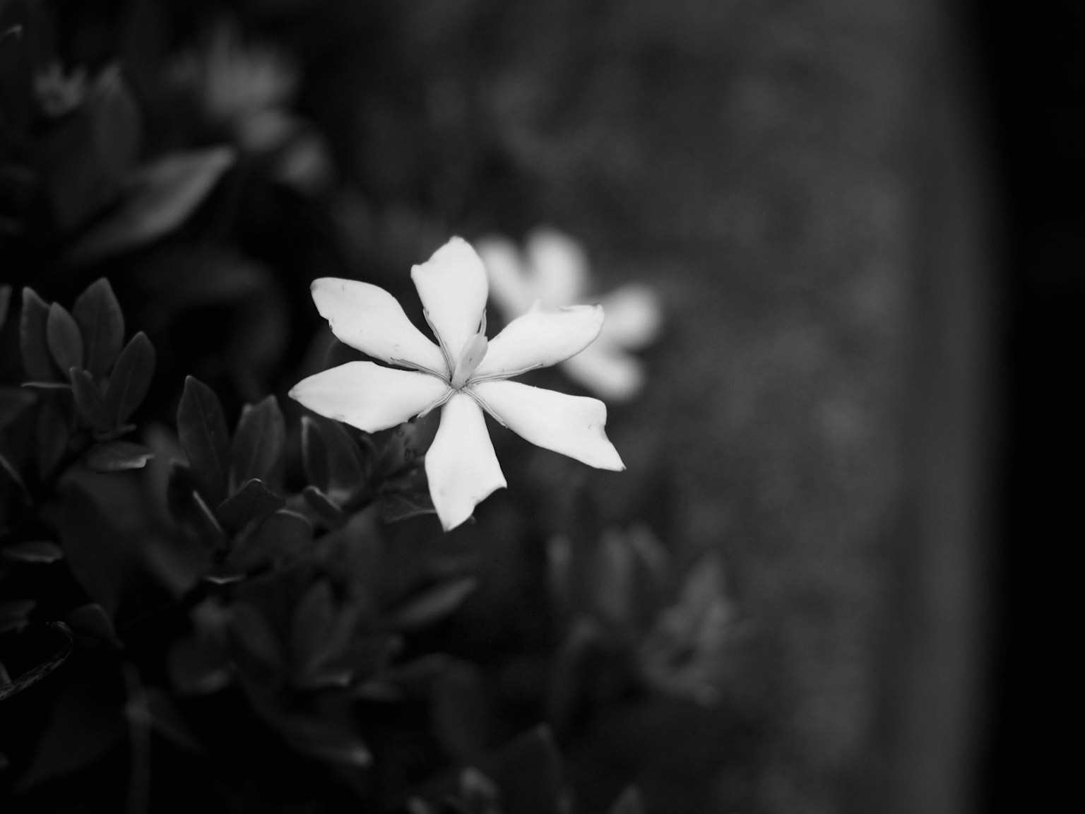 Single white flower on dark foliage