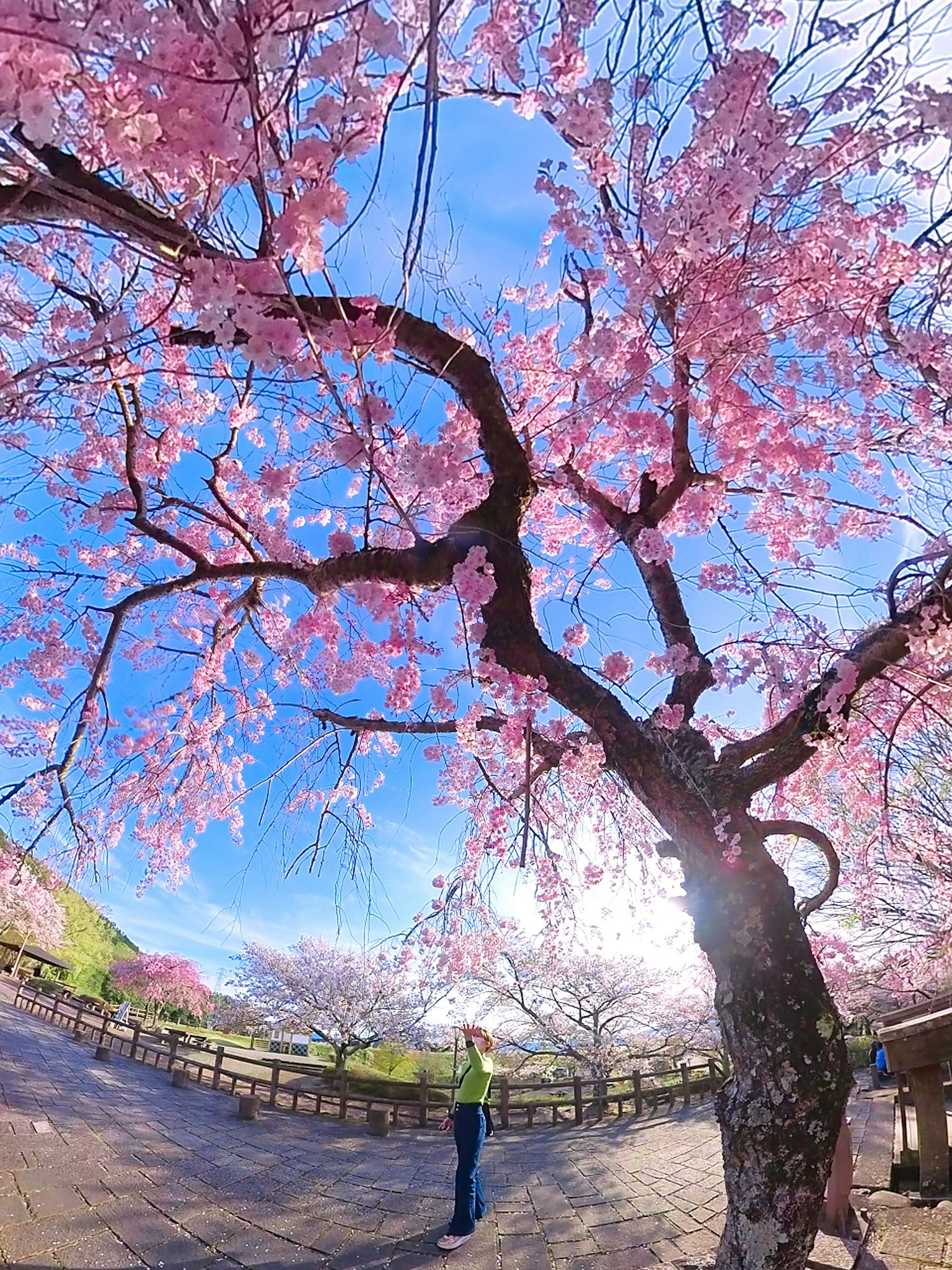 A beautiful cherry blossom tree under a blue sky with a person standing nearby