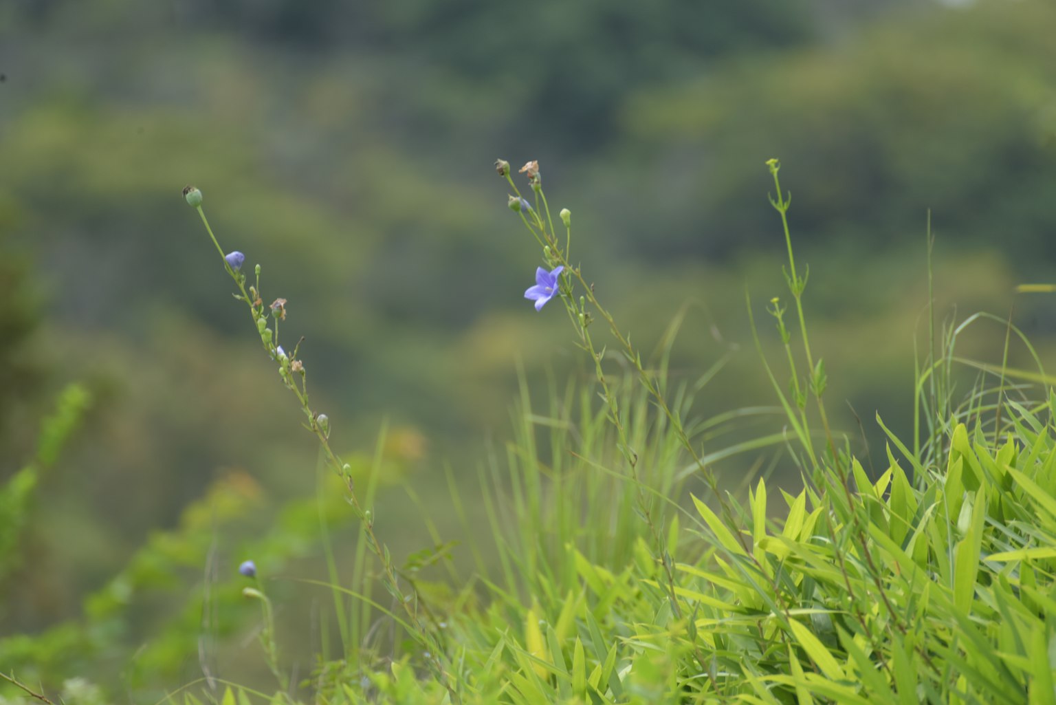 Un paysage avec des fleurs bleues parmi l'herbe verte