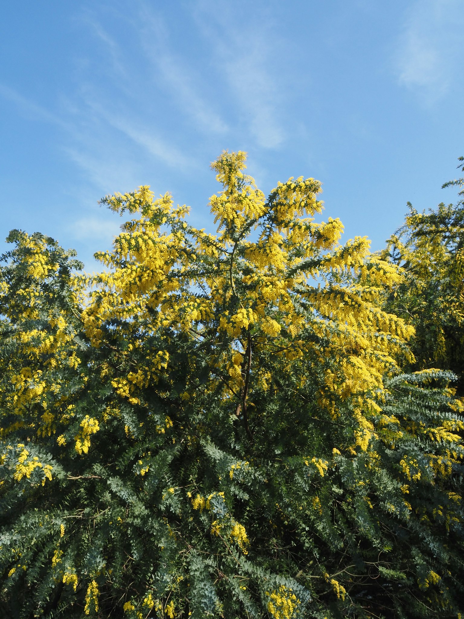Pohon dengan bunga kuning di bawah langit biru