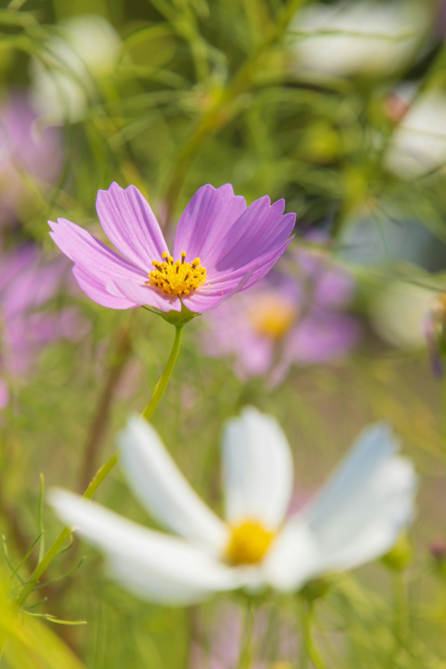 Cận cảnh hoa cúc cosmos hồng và trắng trong vườn