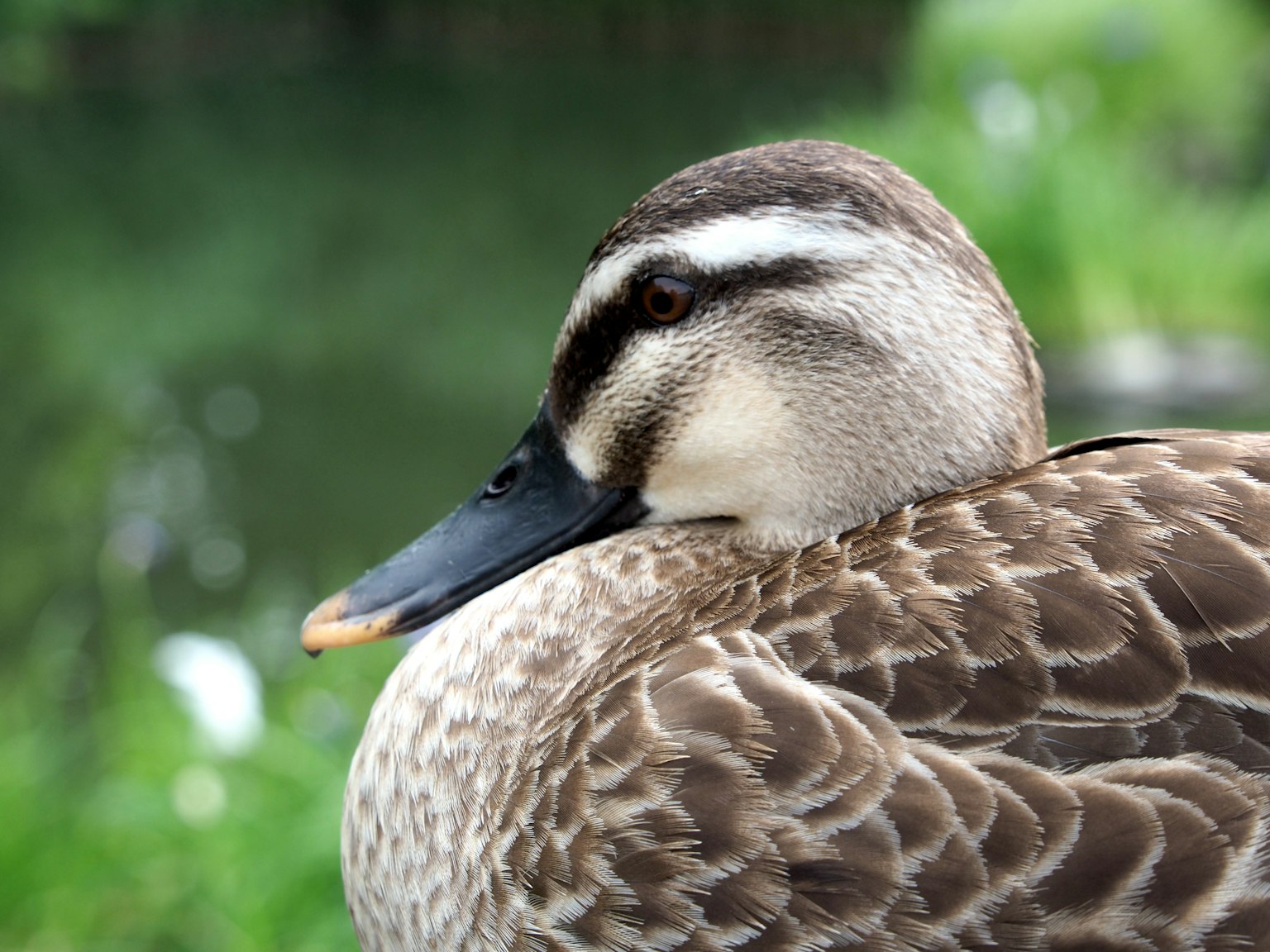 Gros plan du profil d'un canard au bord de l'eau
