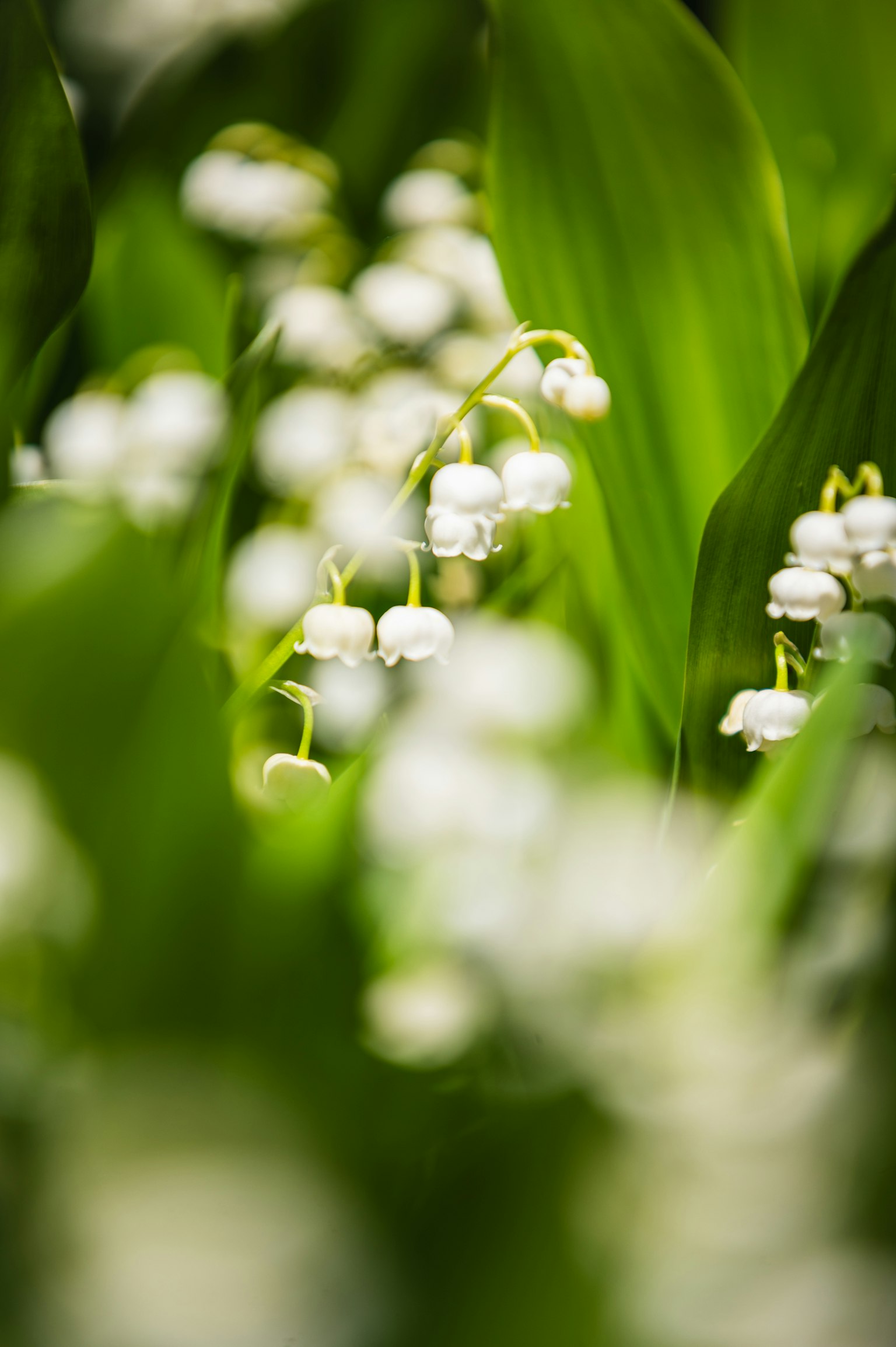 Immagine morbida di fiori di mughetto bianchi che spuntano tra foglie verdi