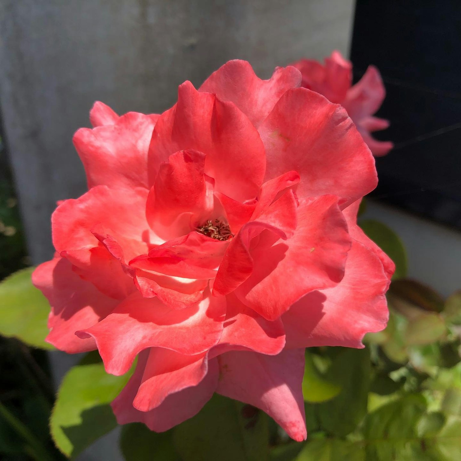 Mawar pink cerah mekar di bawah sinar matahari