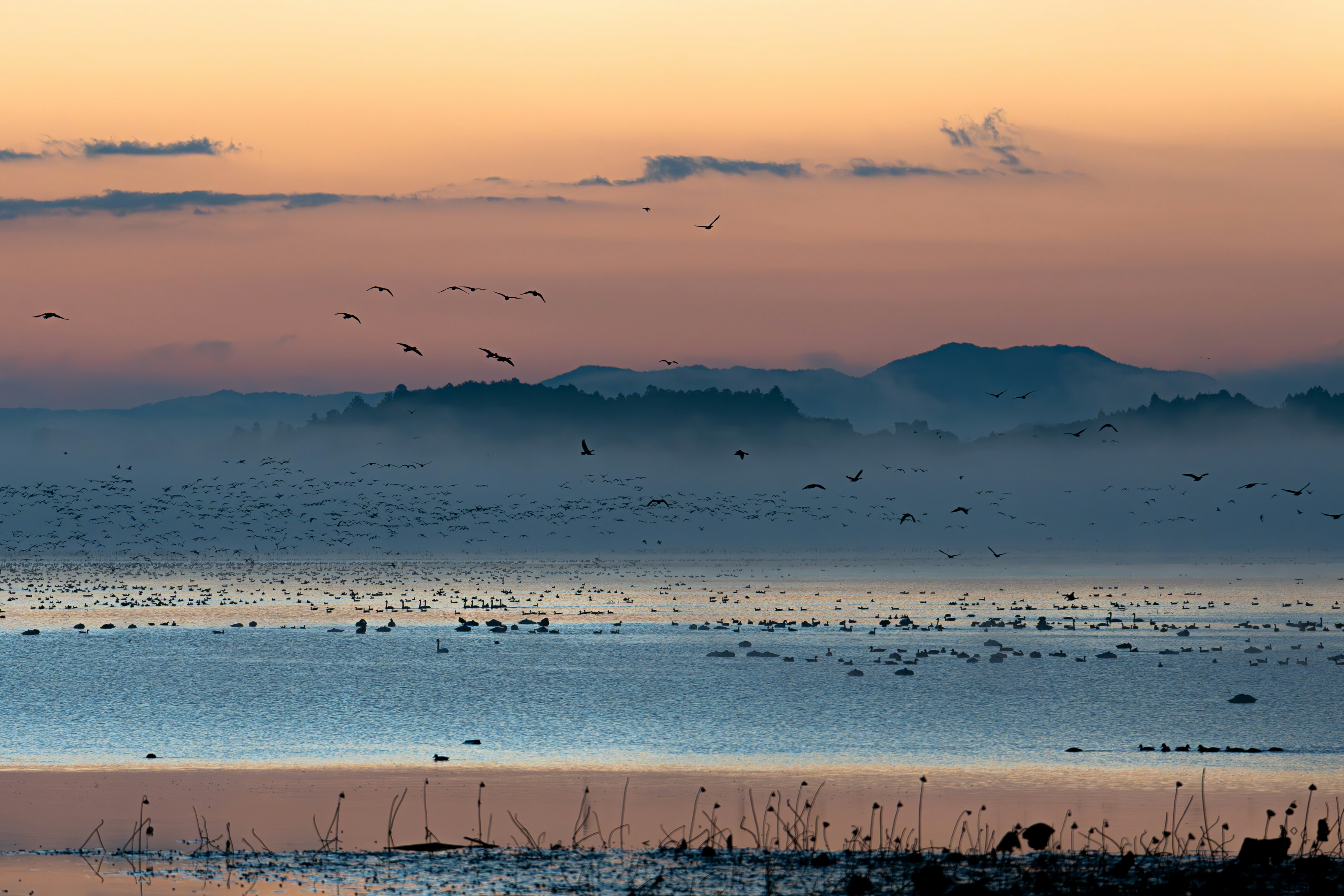 霧のかかった湖畔に飛ぶ鳥の群れ