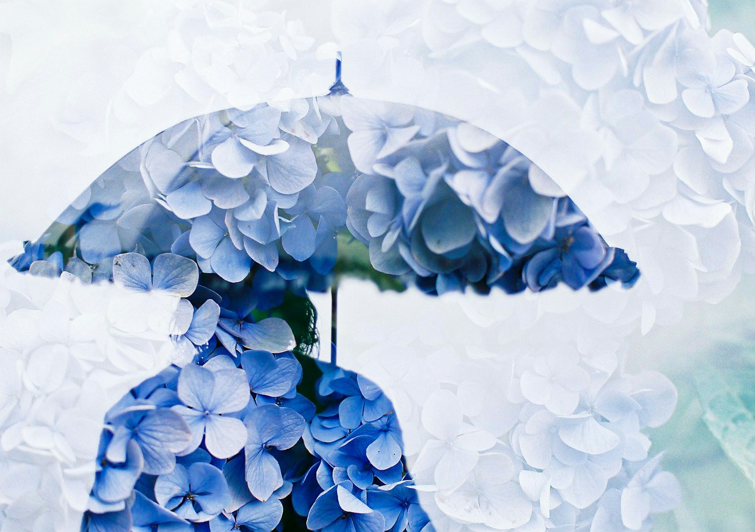 青い紫陽花の花びらで作られたアーチ状の装飾
