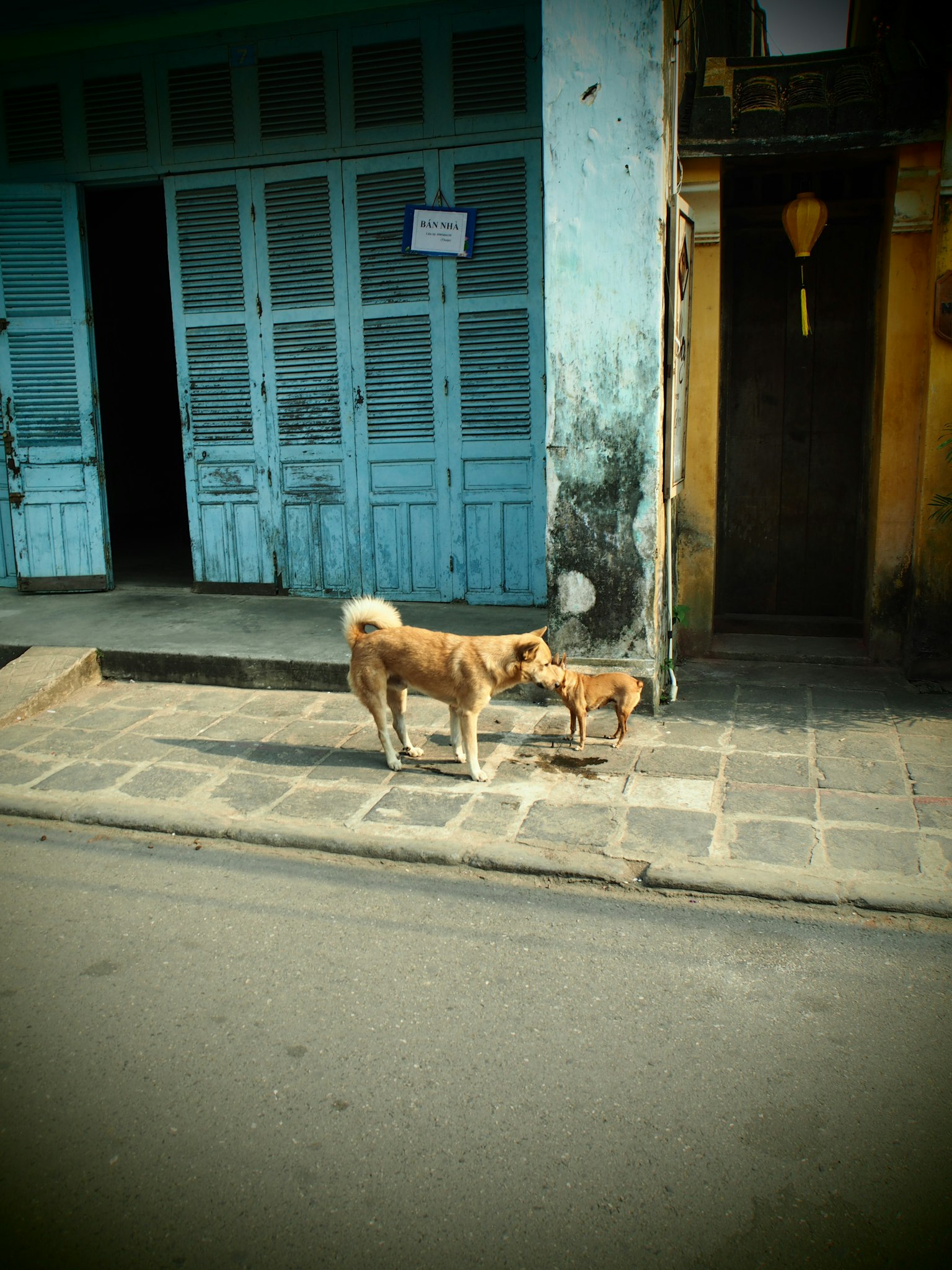 Two dogs on a street beside colorful buildings