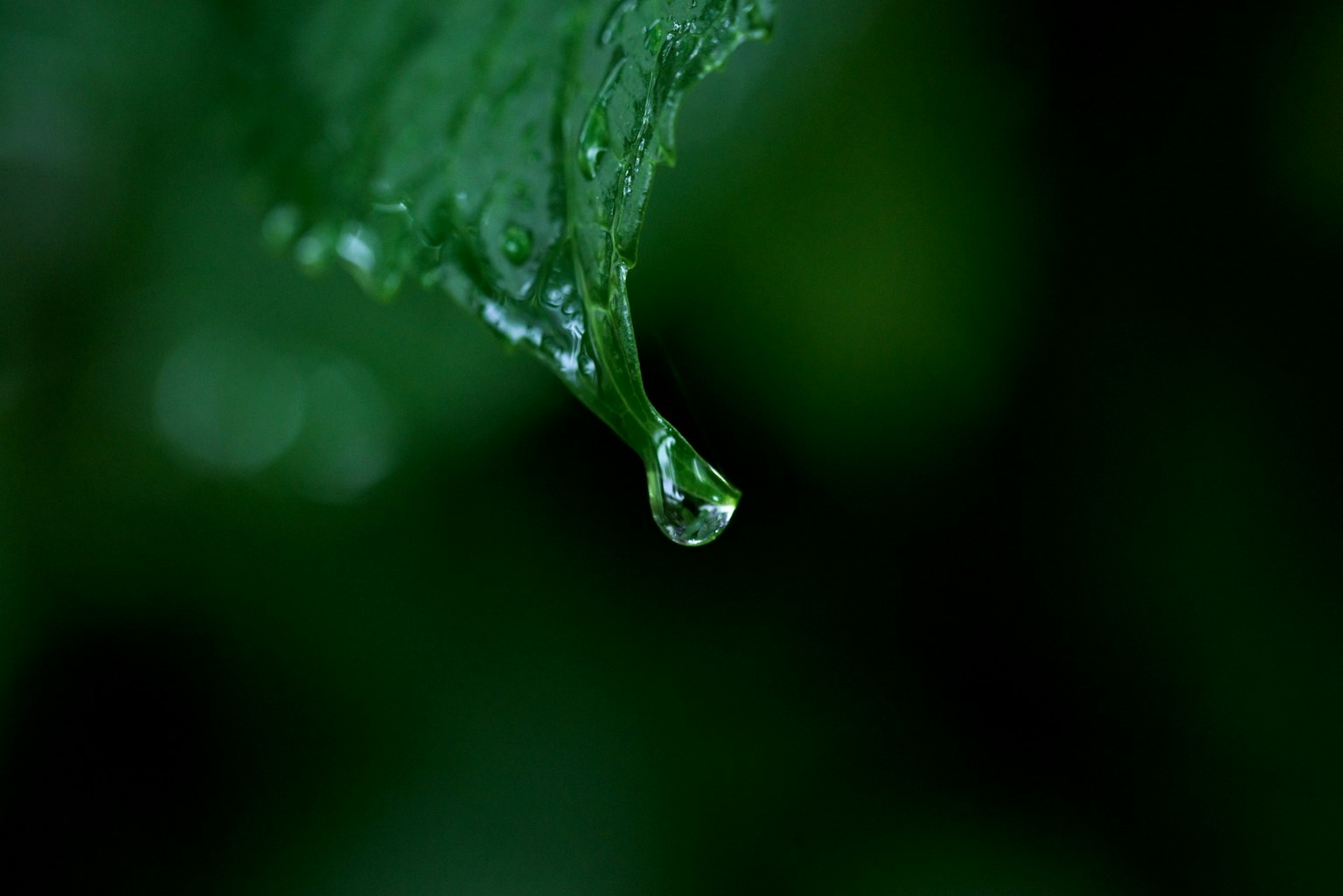 Gros plan d'une goutte d'eau suspendue à une feuille verte