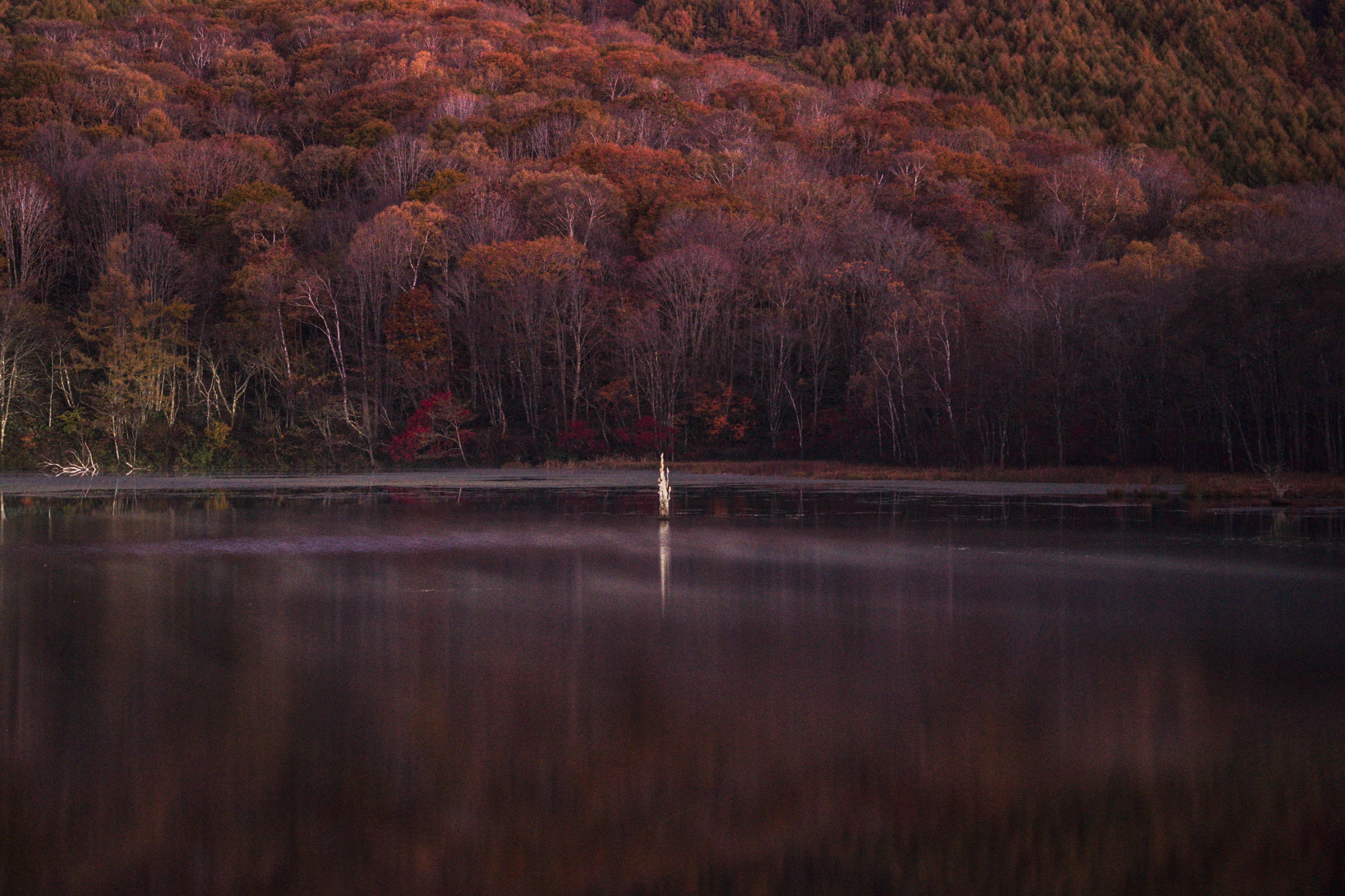 湖面に映る夕暮れの森と紅葉