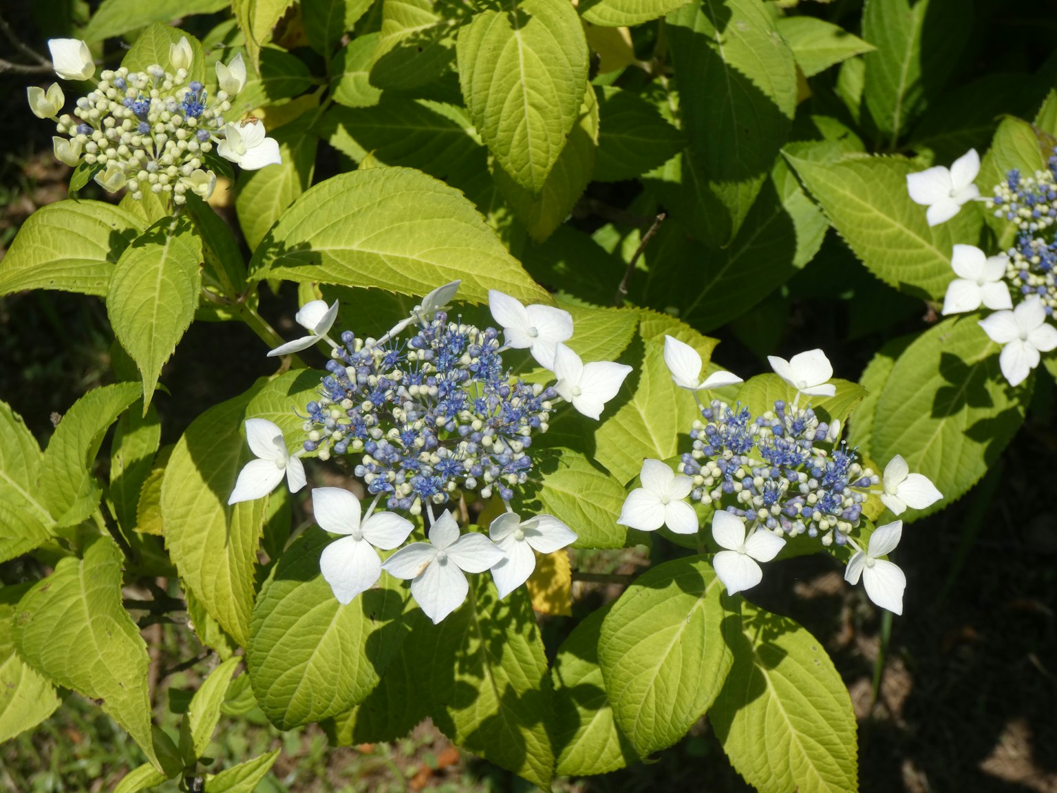 Bunga hydrangea dengan pusat biru dan kelopak putih