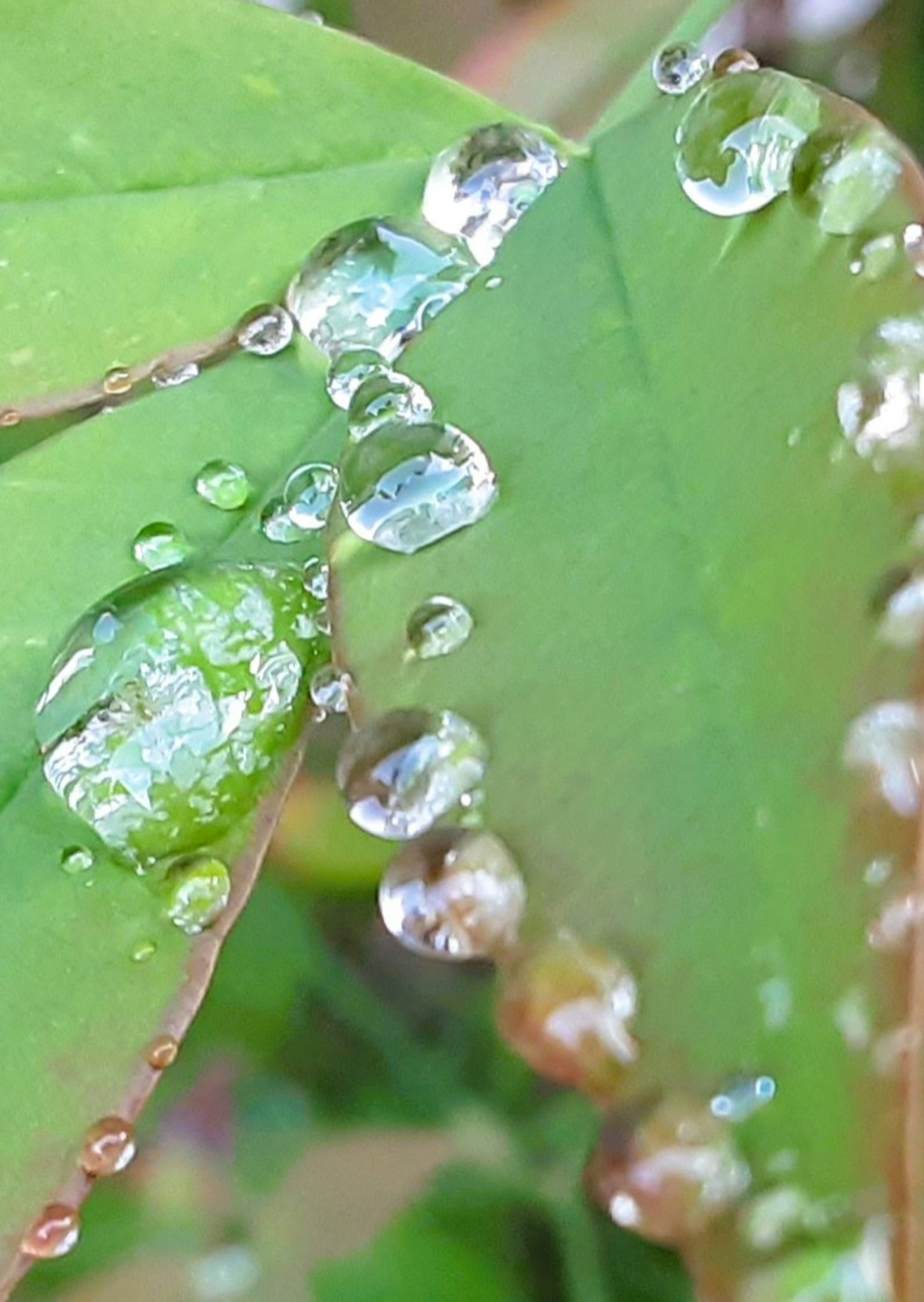 特寫照片，綠色葉子上的水滴