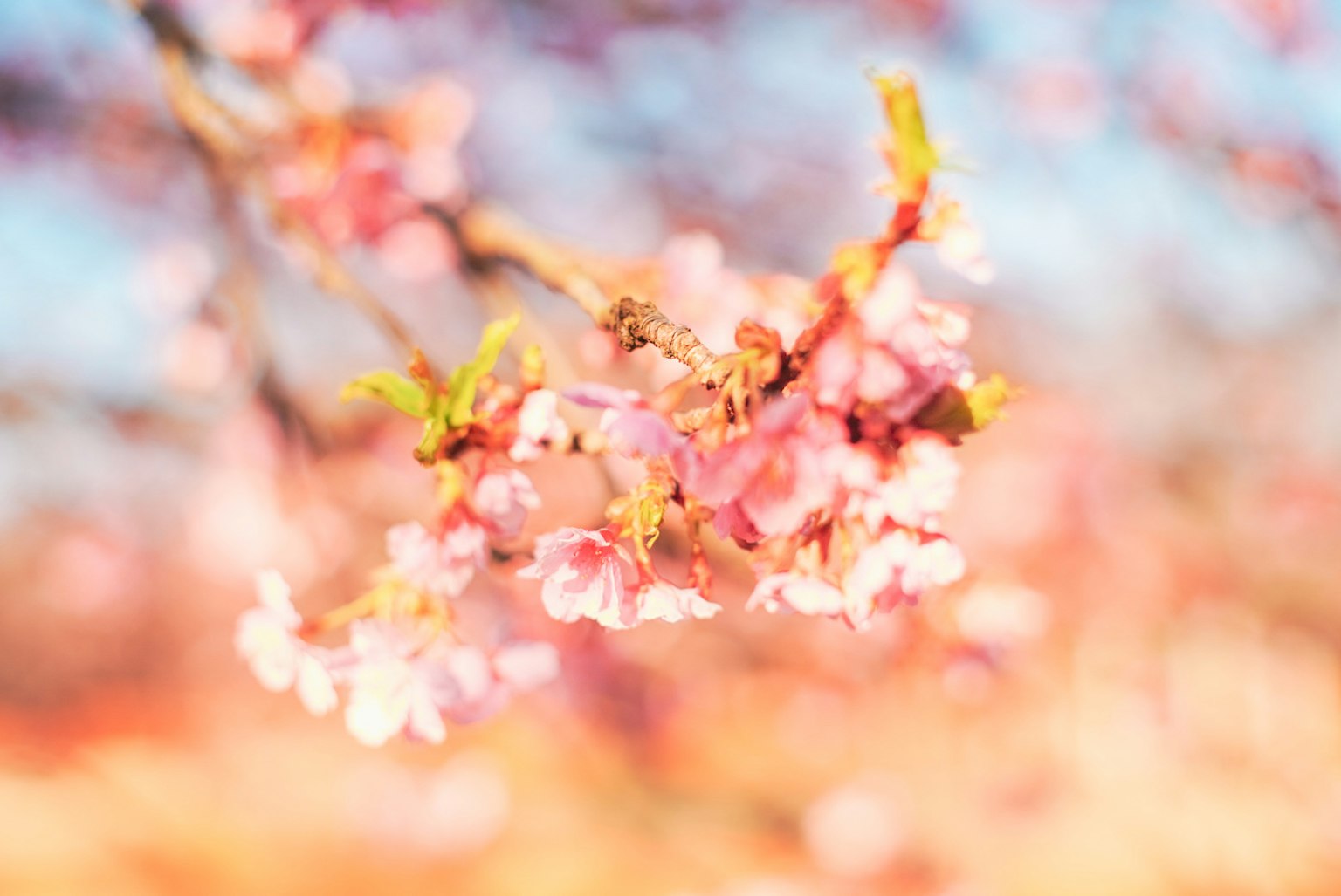 Bella immagine di fiori di ciliegio con uno sfondo sfocato in primavera