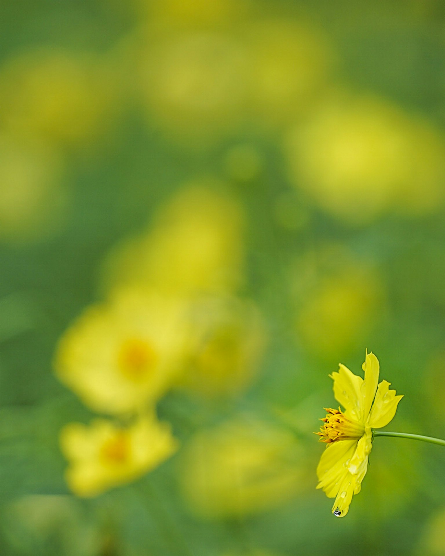 Một bông hoa vàng rực rỡ nổi bật rõ nét trên nền hoa vàng mờ