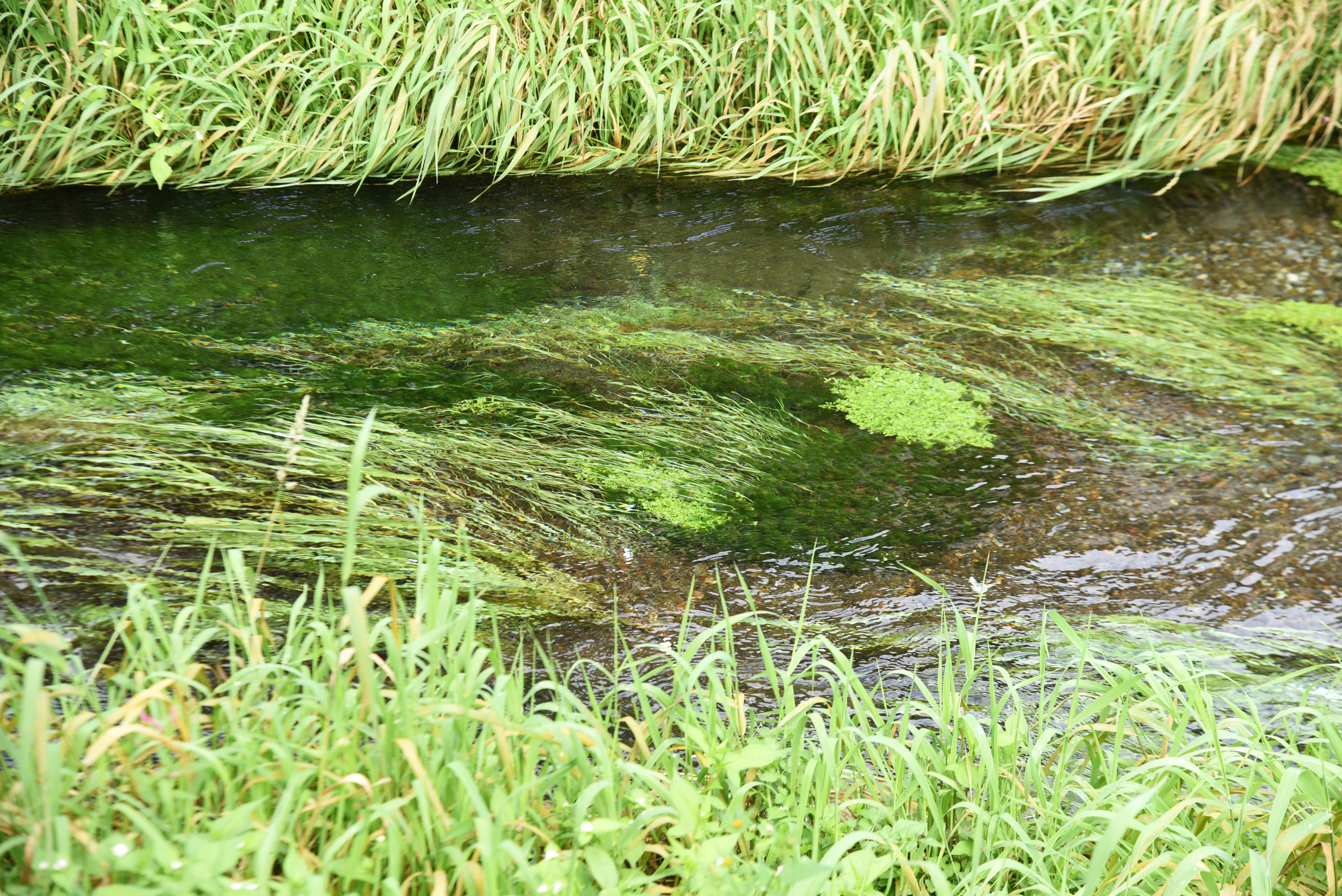 緑の水辺に広がる苔と水草のある小川の流れ