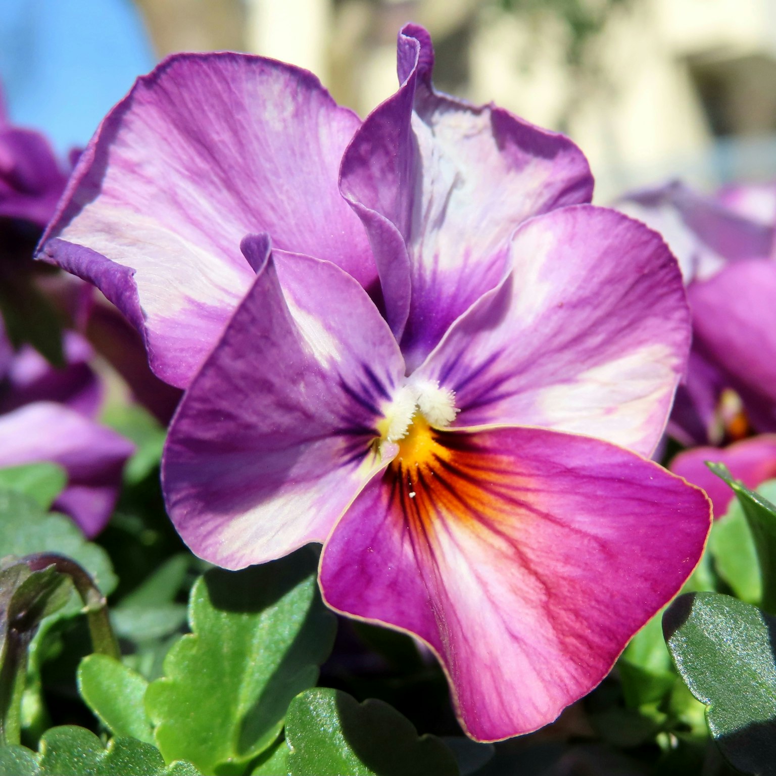 Fiore di viola vibrante in piena fioritura