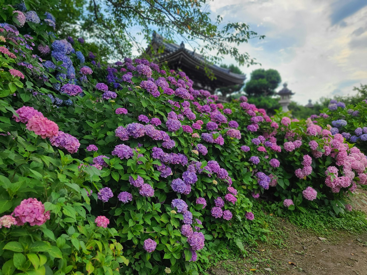 Ortensia vibranti in tonalità di rosa e viola in un giardino
