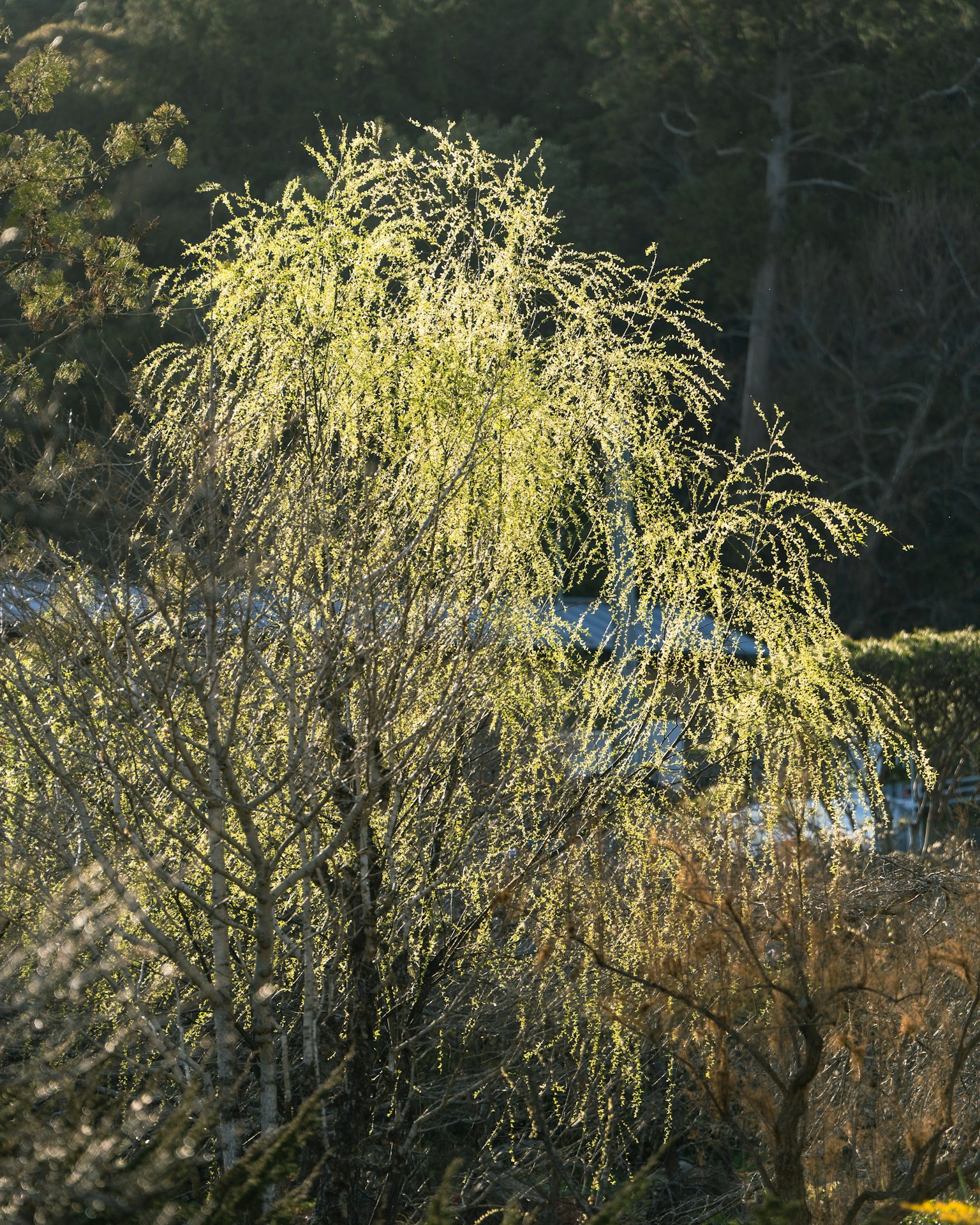 Baum mit gelben Blättern und umliegender Natur