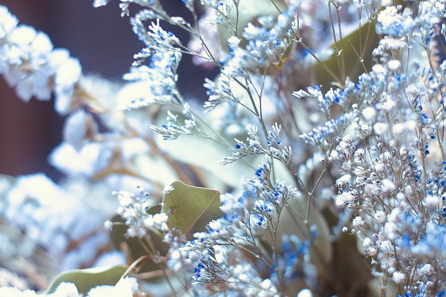 Close-up of a bouquet featuring blue and white flowers and leaves