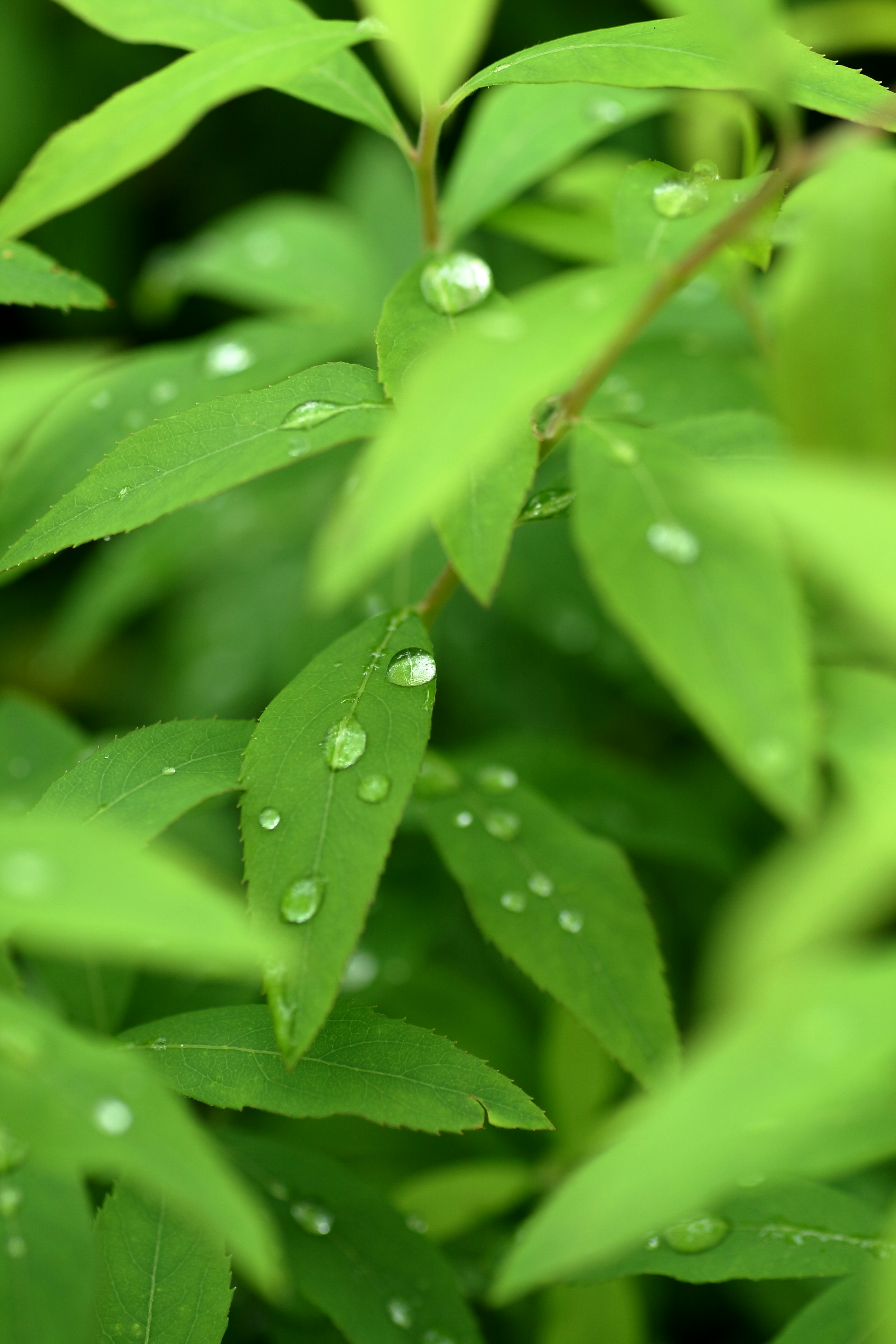 雨粒のついた若葉のクローズアップ