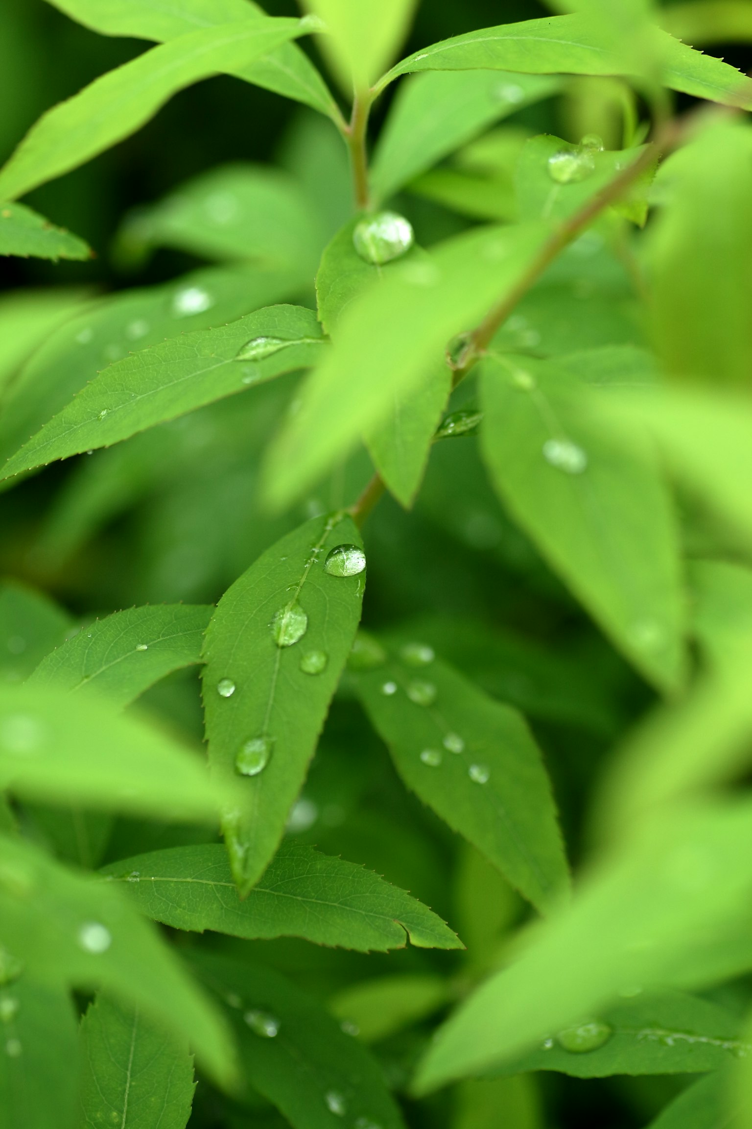 Kedekatan daun hijau cerah dengan tetesan air