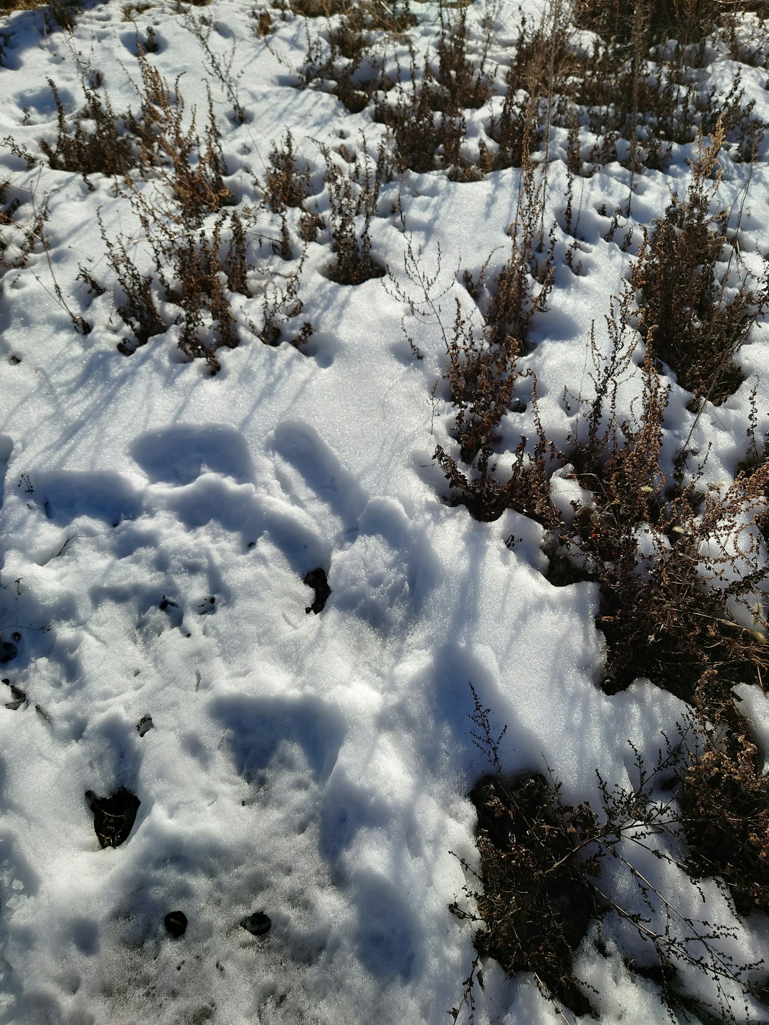 Terrain recouvert de neige avec des touffes d'herbe sèche