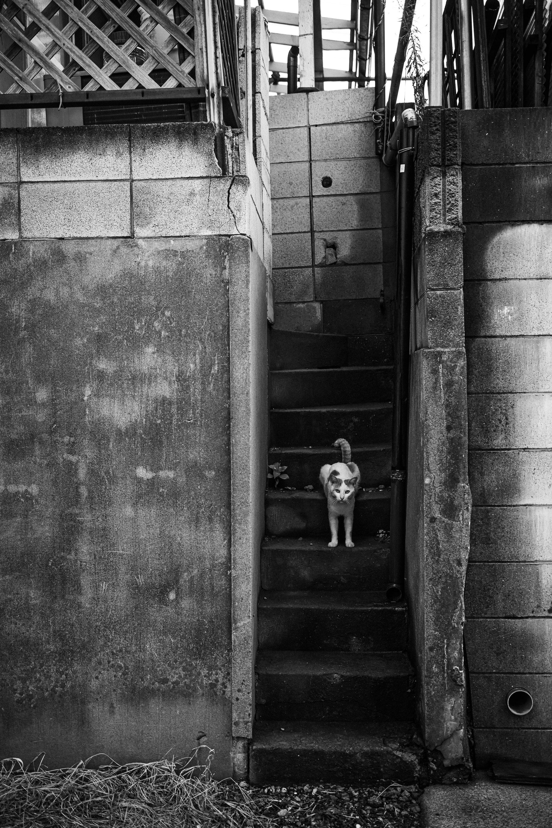 small dog standing on a narrow stairway in an alley