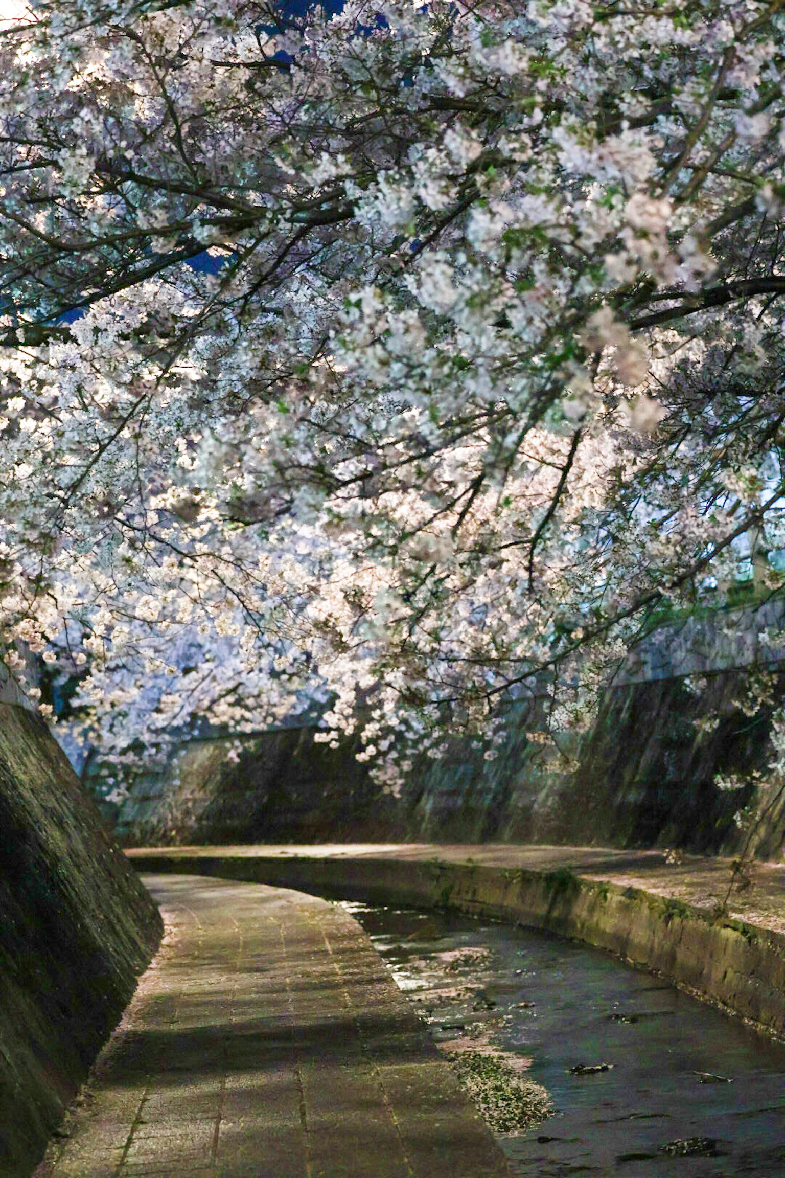 Pathway along a river lined with blooming cherry blossoms